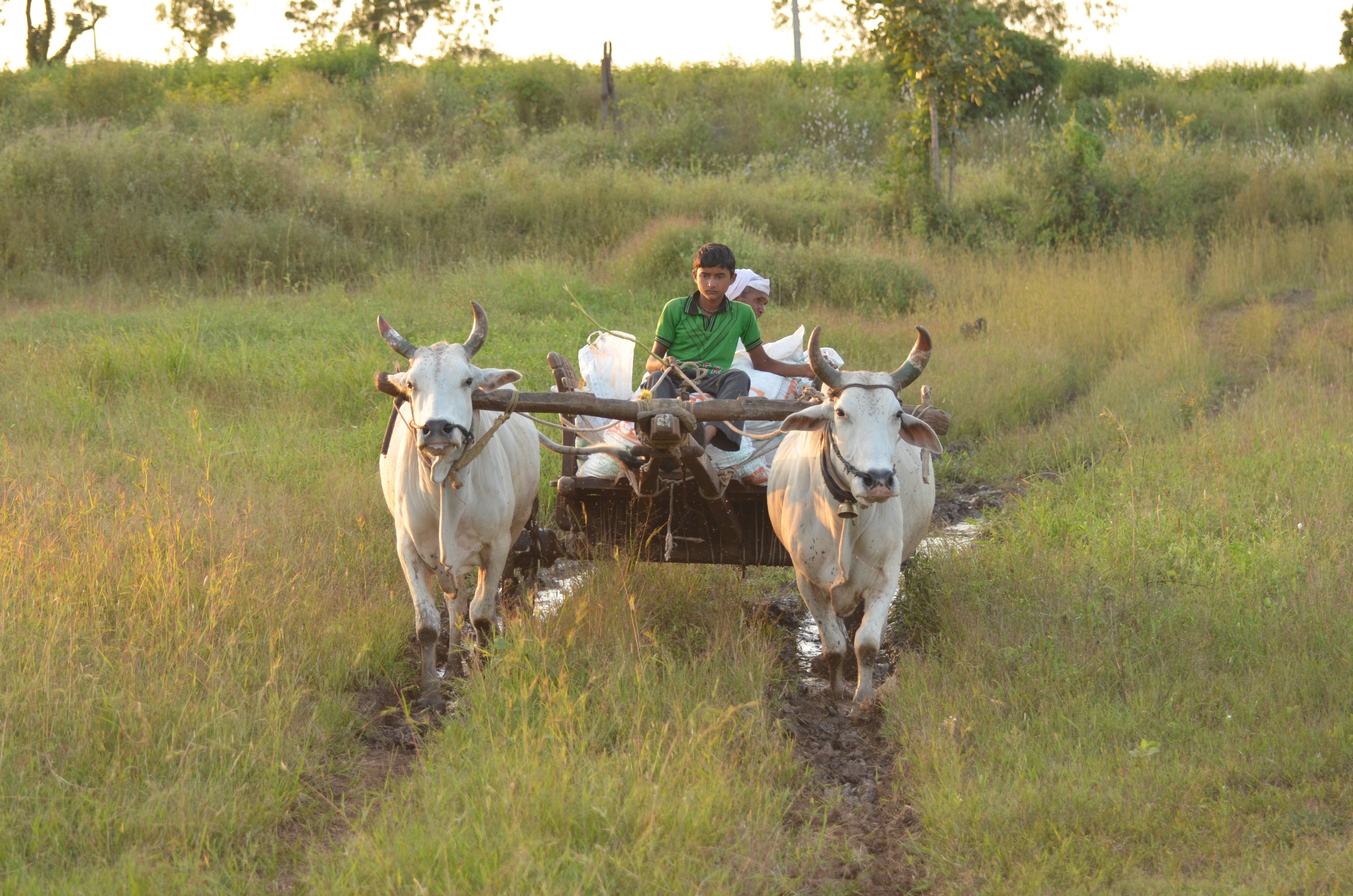 Indian Bullock cart