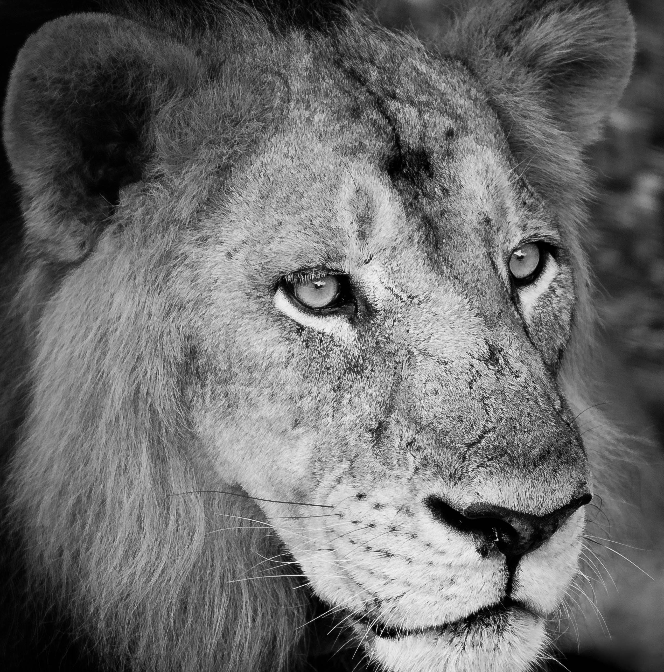 Indian Lion
