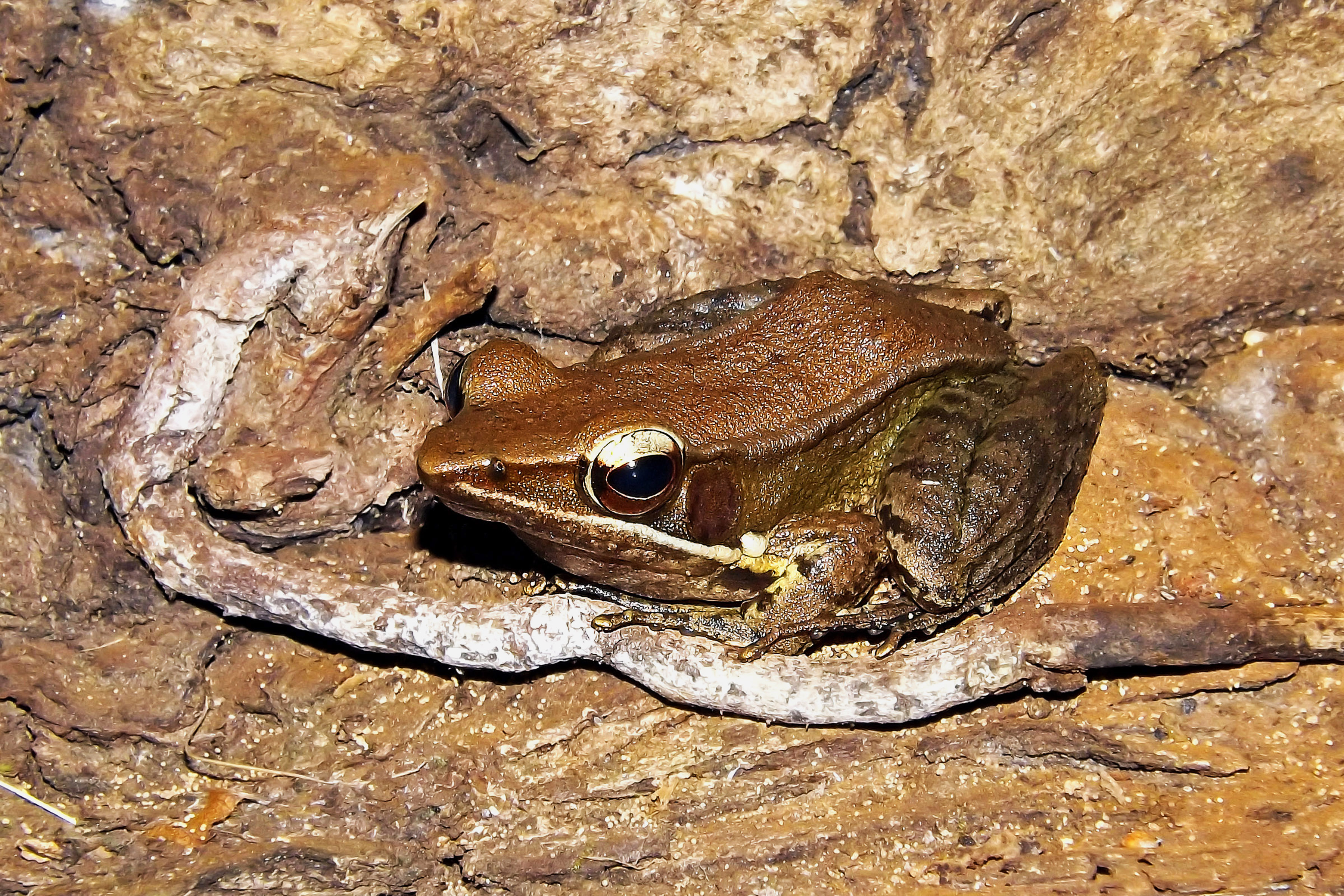 Indosylvirana Sp