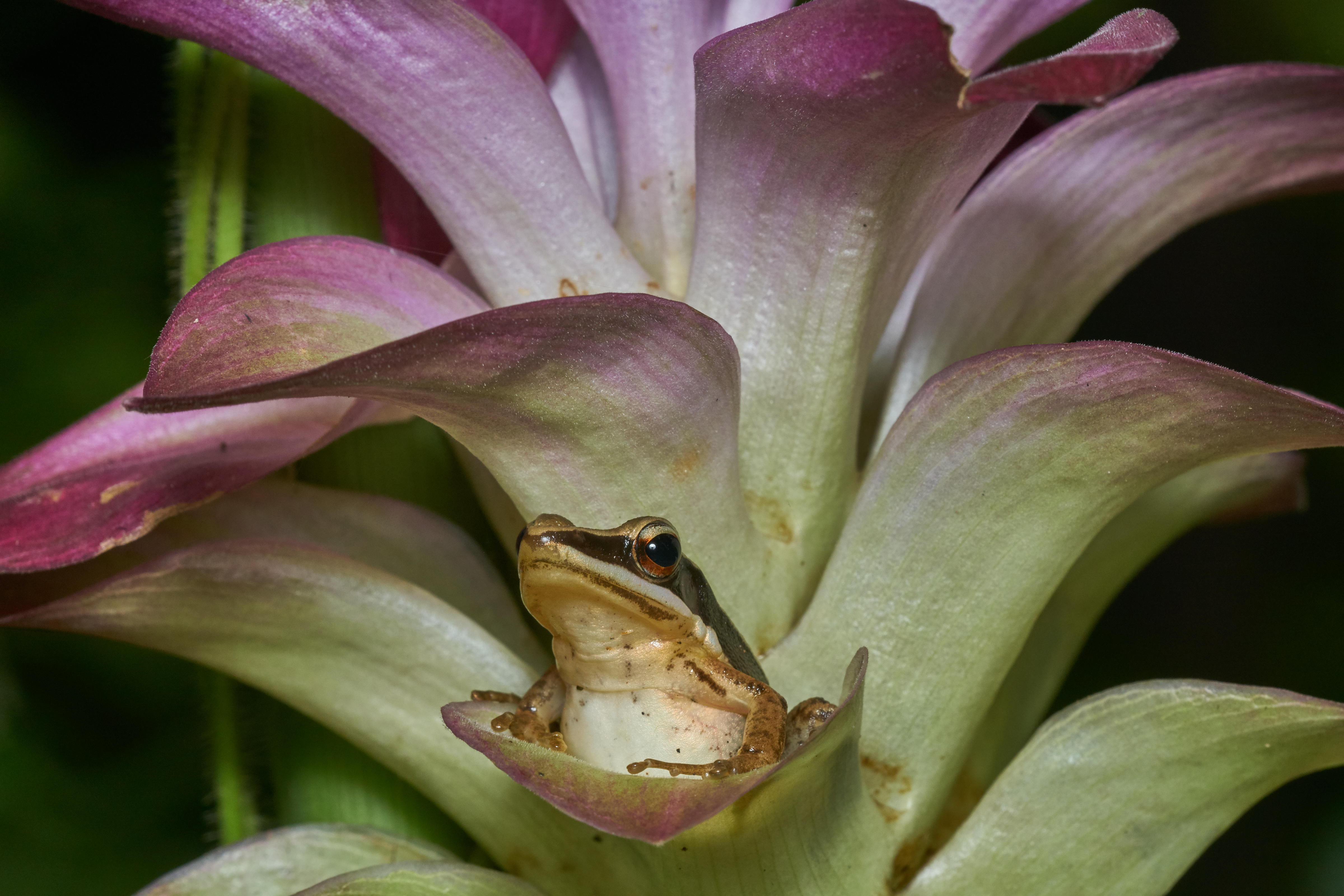 Indosylvirana urbis-Kadavoor-2017-05-05-001