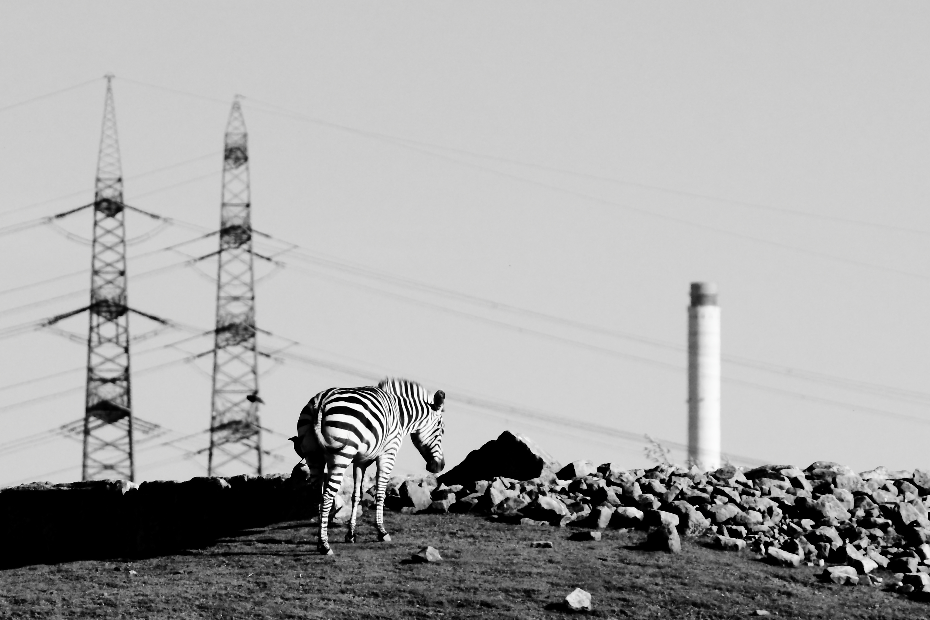 Industrial Zebra
