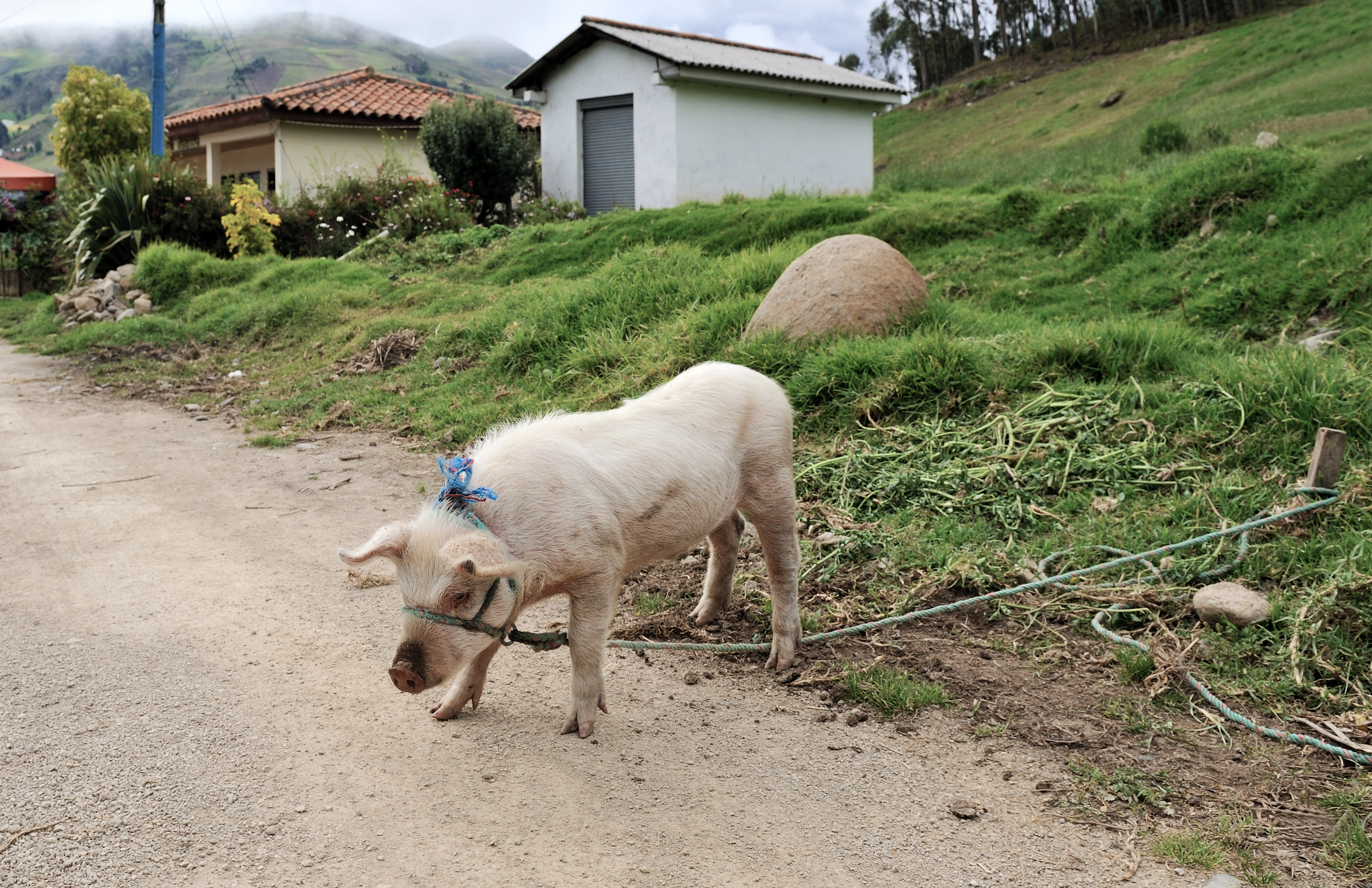 Ingapirca roadside pig