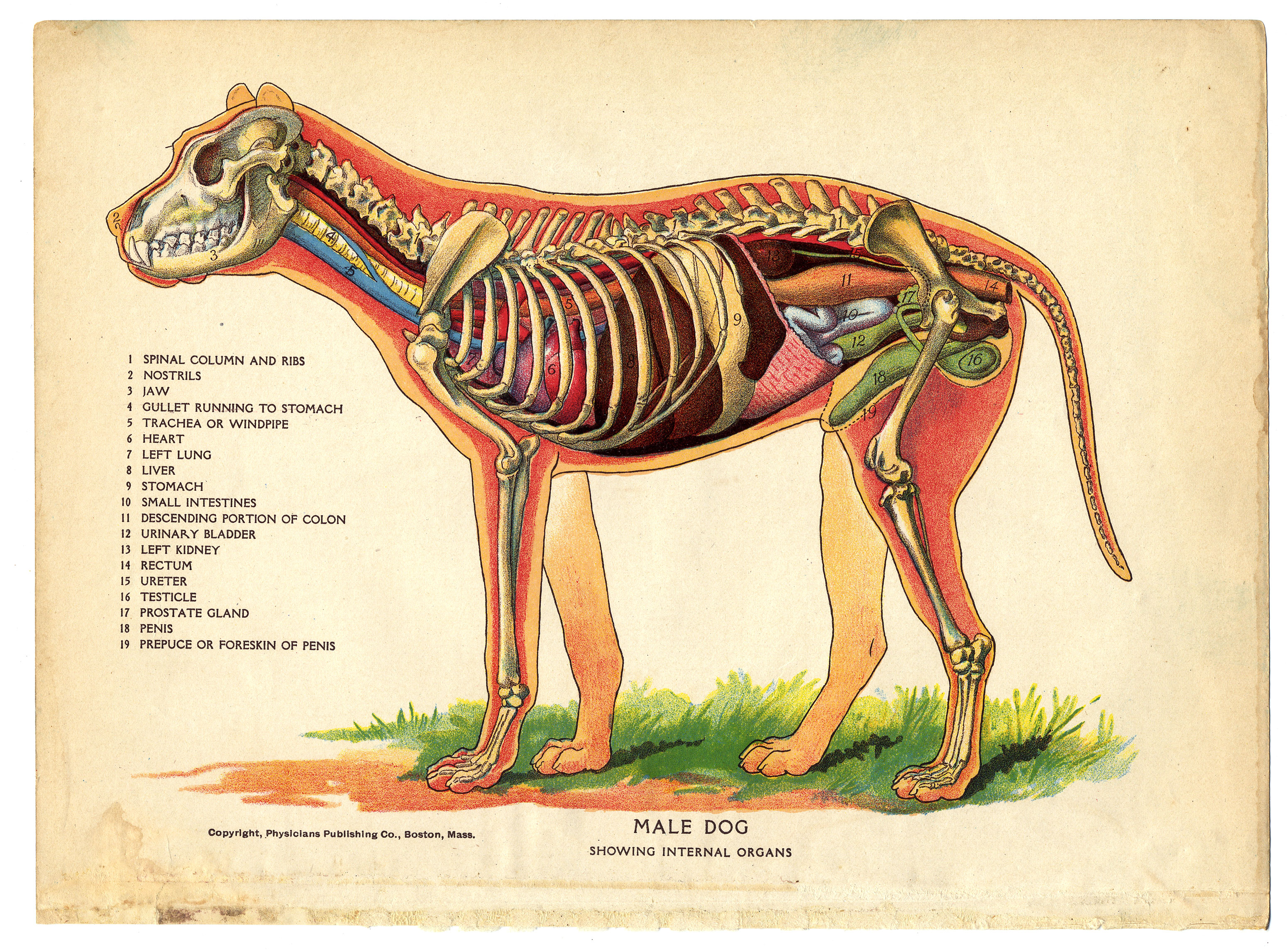 Interior of a dog from The Household Physician, 1905 (14354095523)