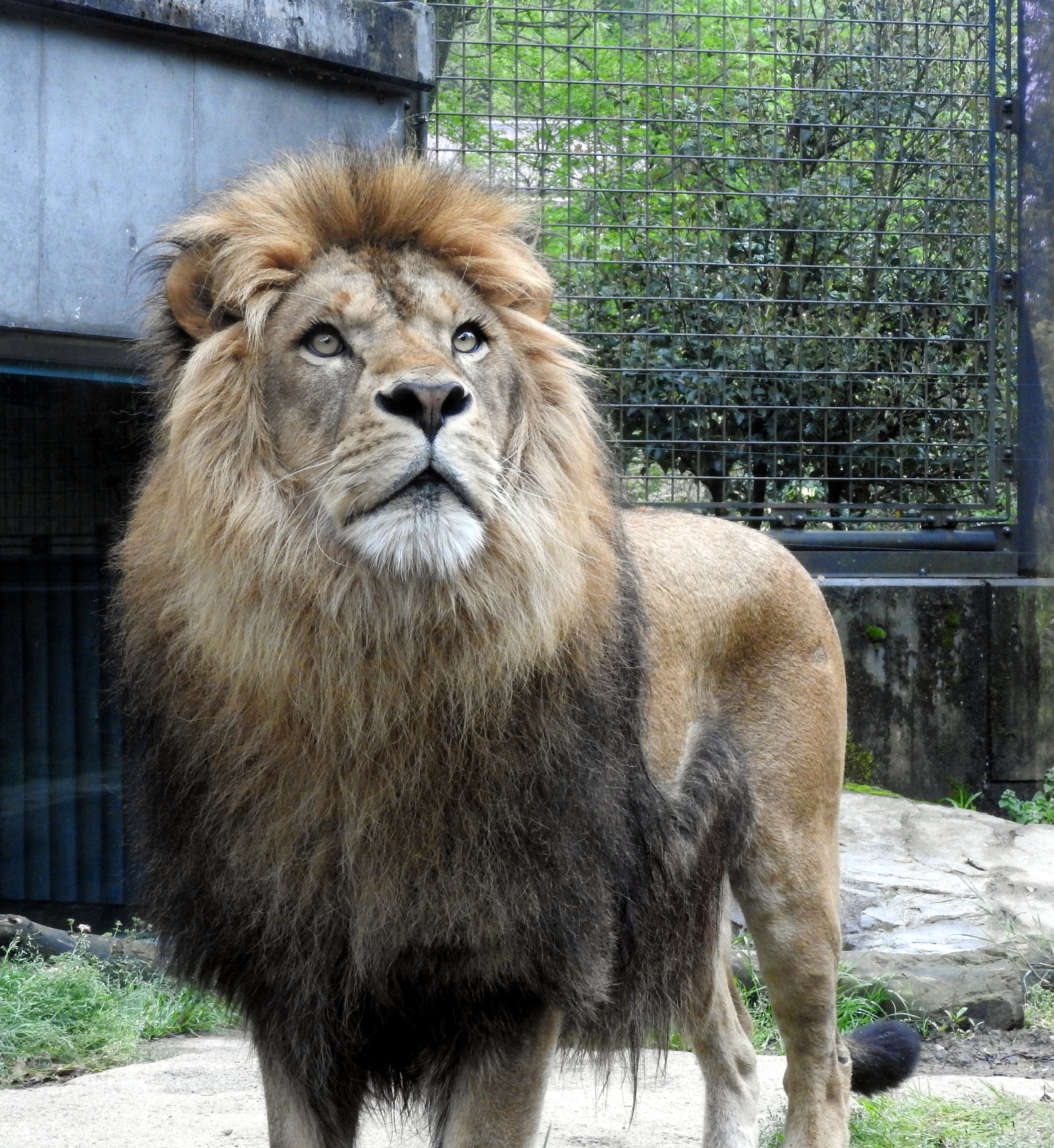 Ishikawa Zoo - Animals - 06 - 2016-04-22