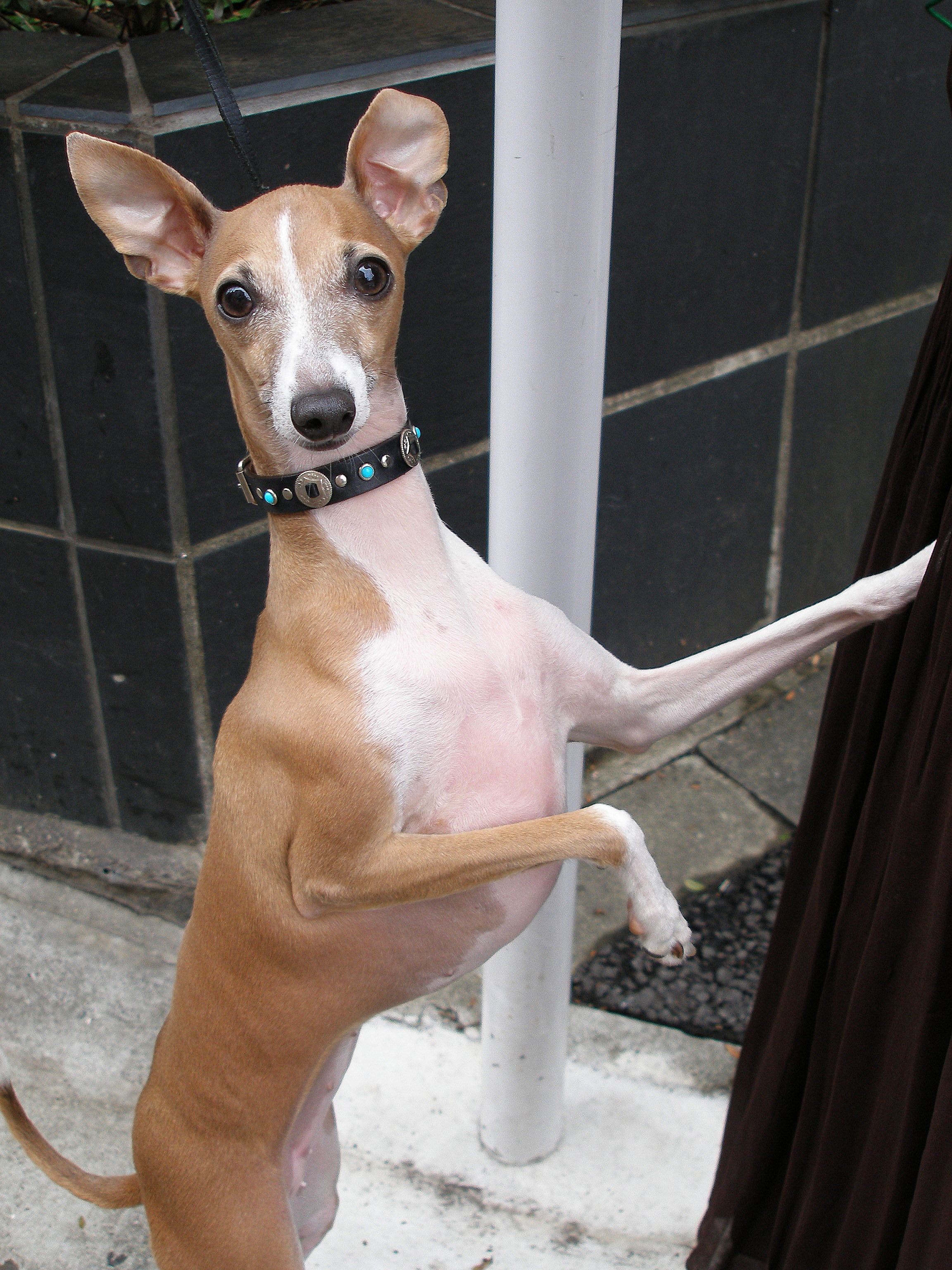 Italian Greyhound Sakura