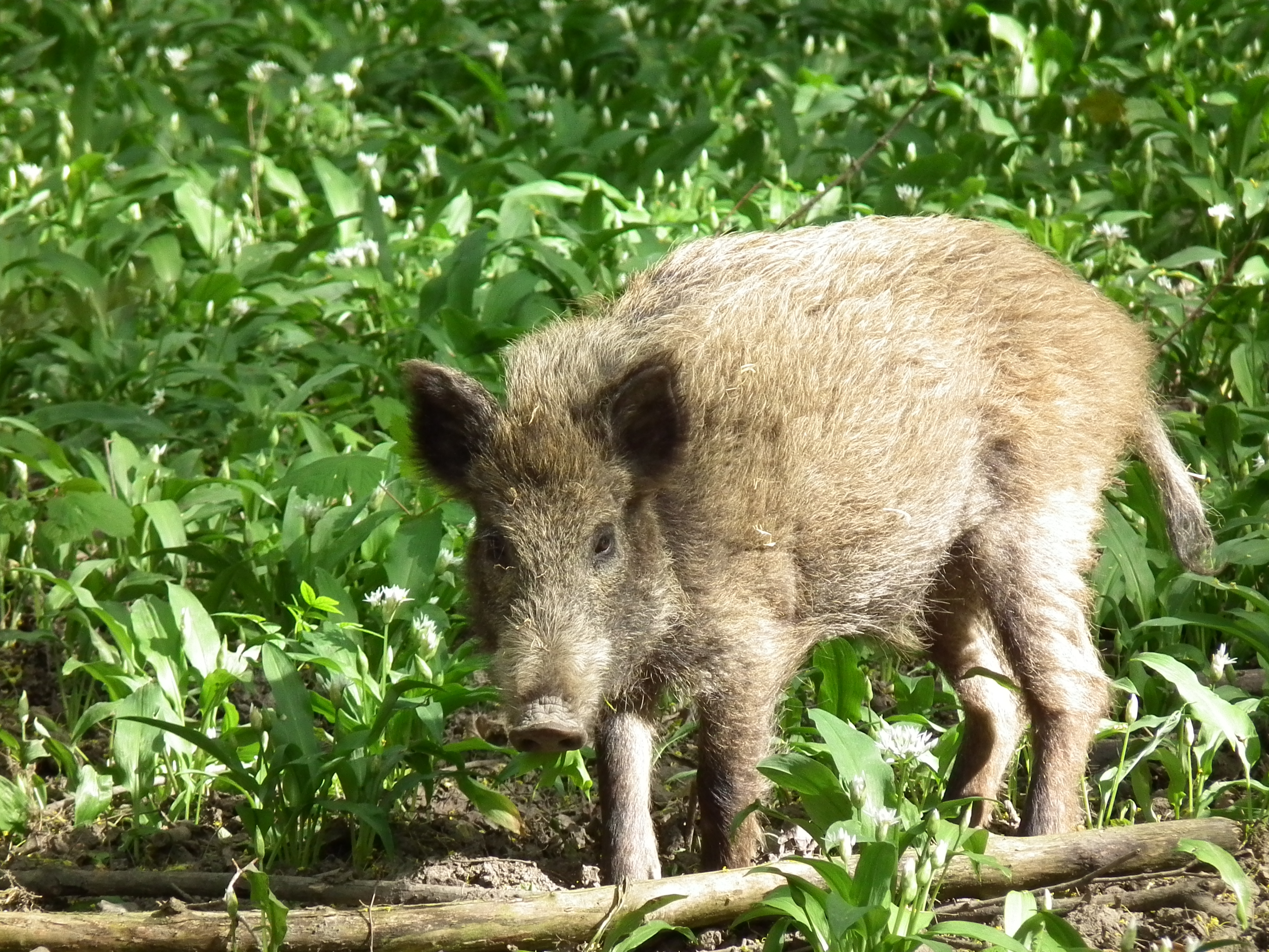 Jährling Sus scrofa Ketscher Rheininsel