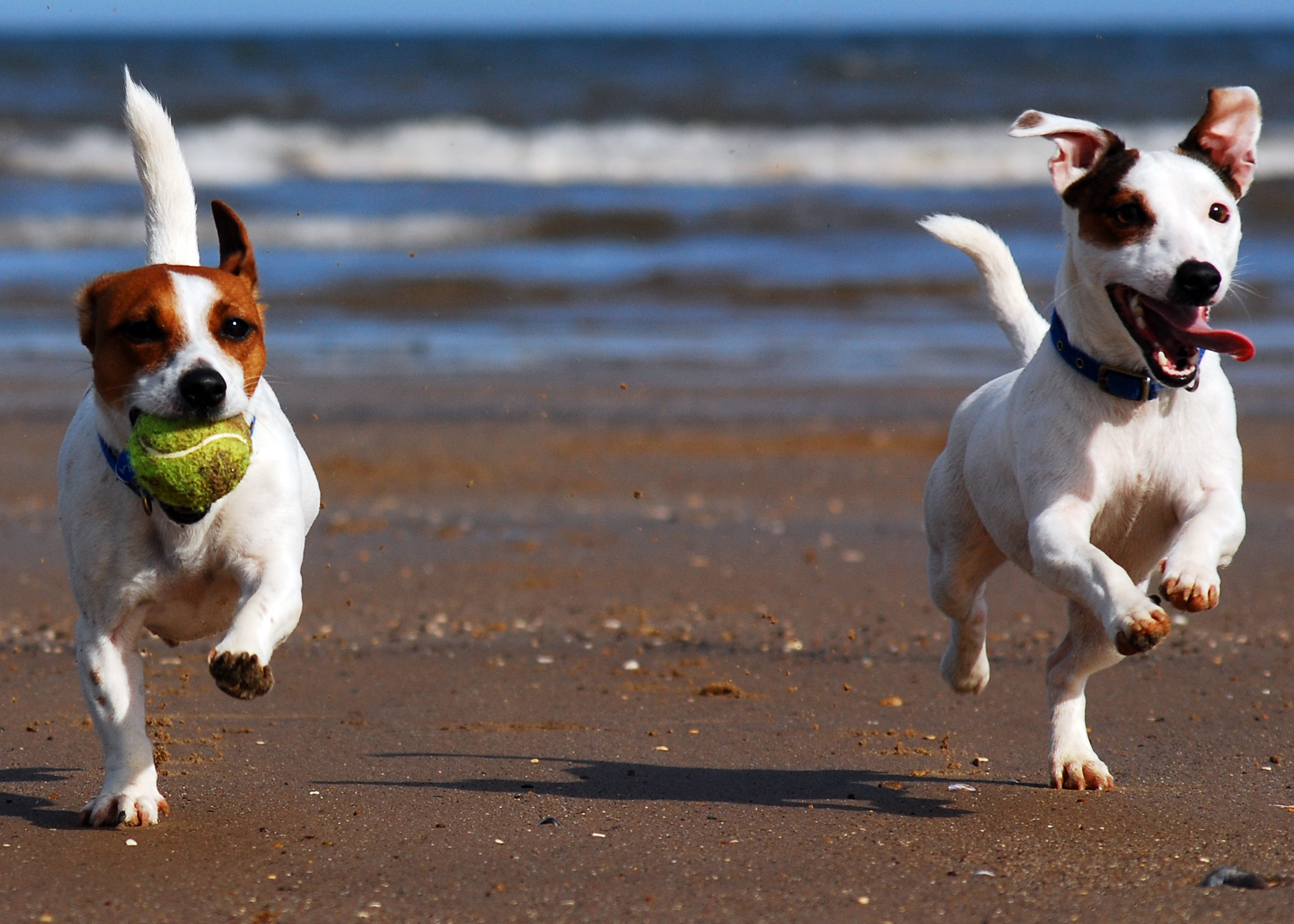Jack Russell Terriers Lola & Eddi