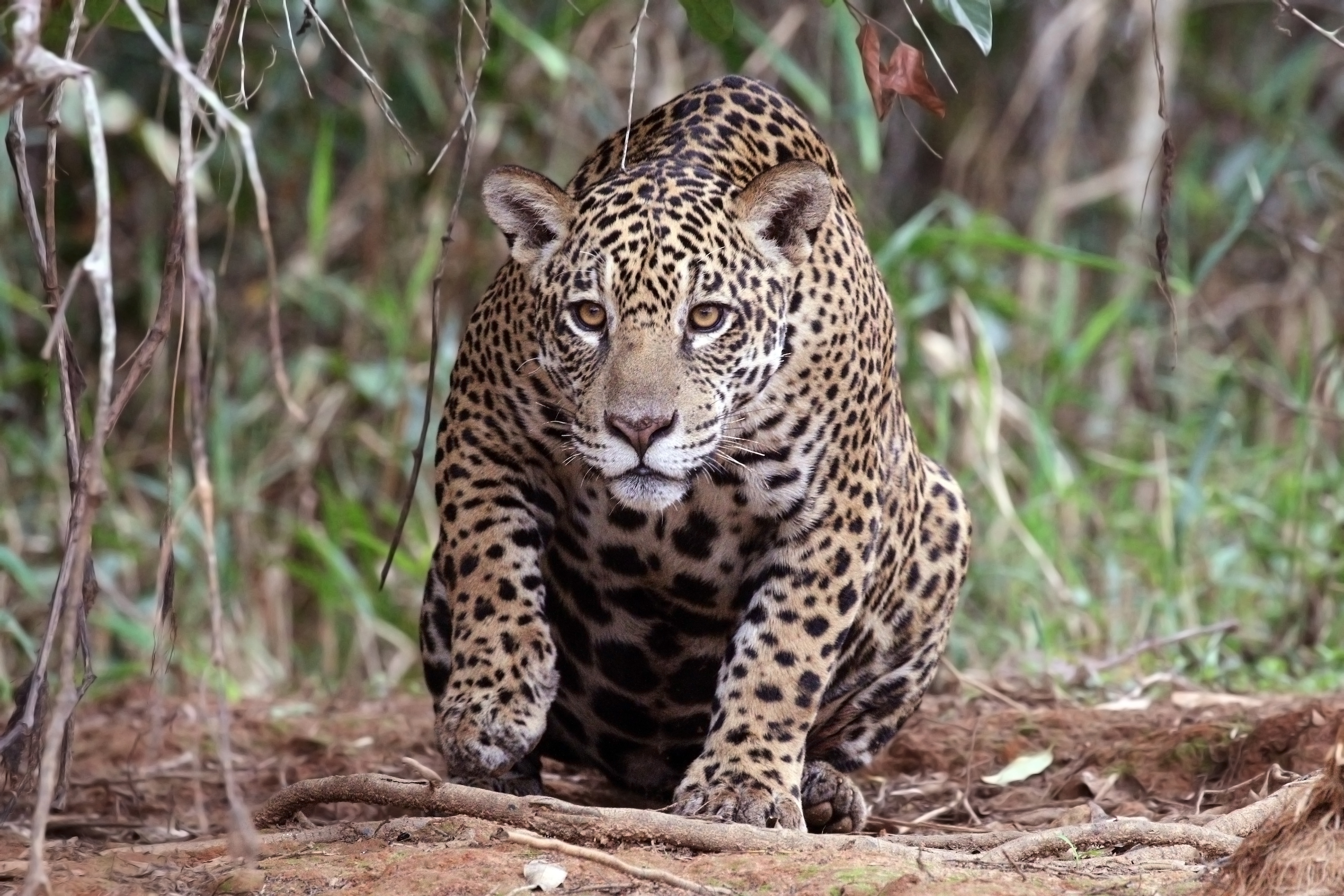 Jaguar (Panthera onca palustris) female Piquiri River 2