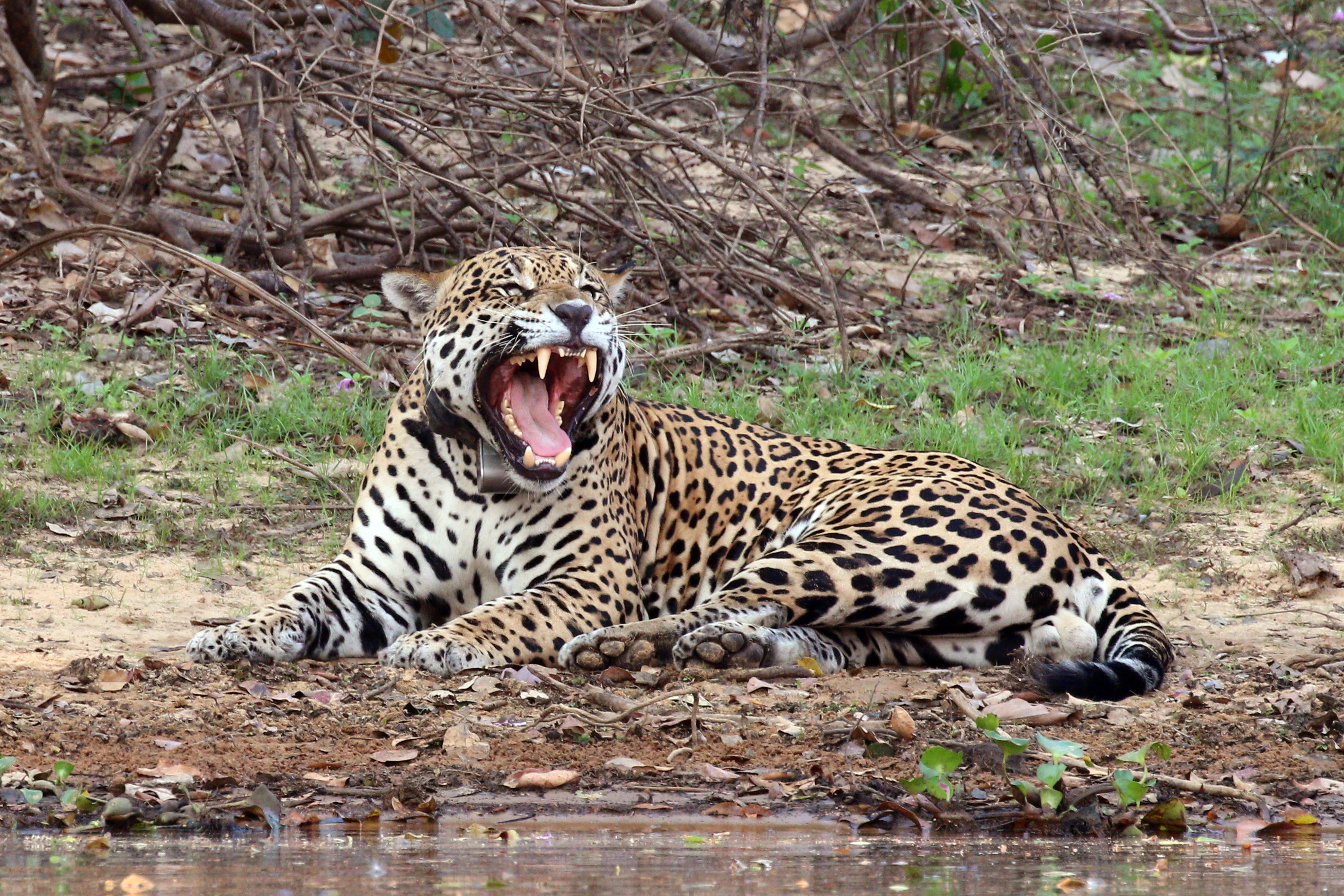 Jaguar (Panthera onca palustris) male Rio Negro 2