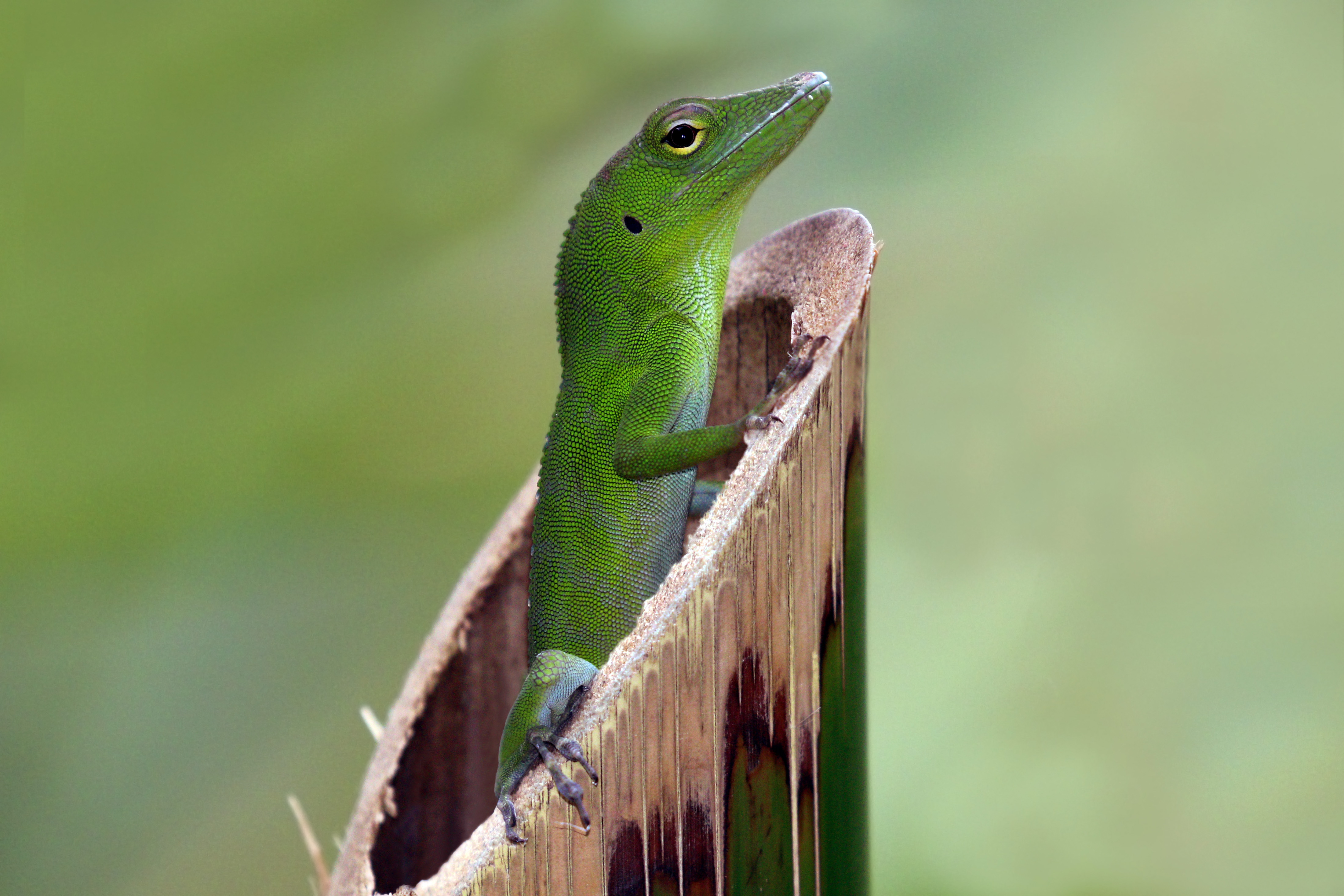 Jamaican giant anole (Anolis garmani) juvenile