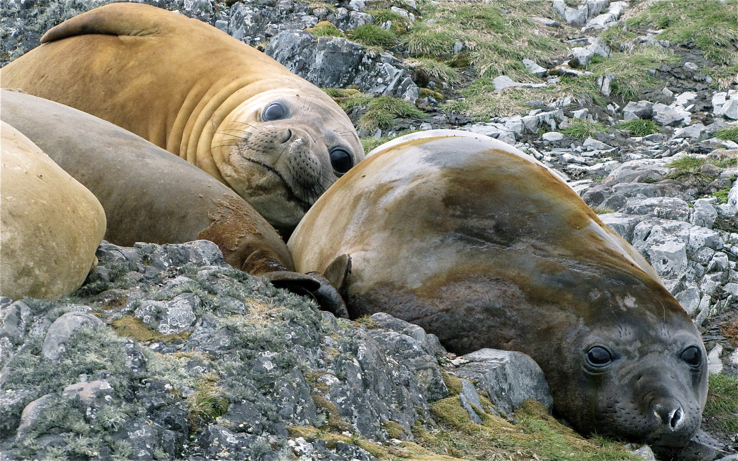 Jan2009AntarticaSailTrip018 (3263981894)
