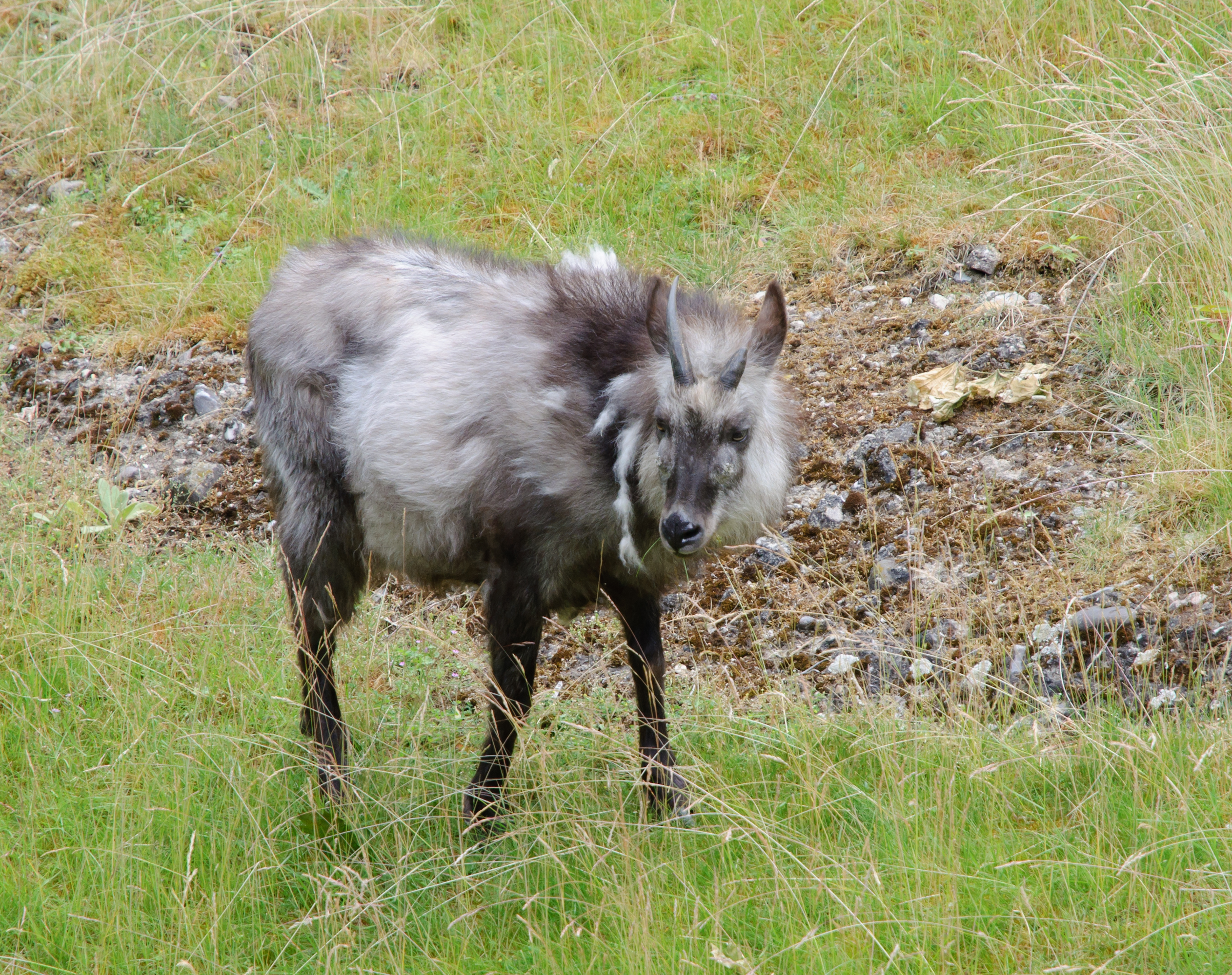 Japanese serow - Berlin zoo