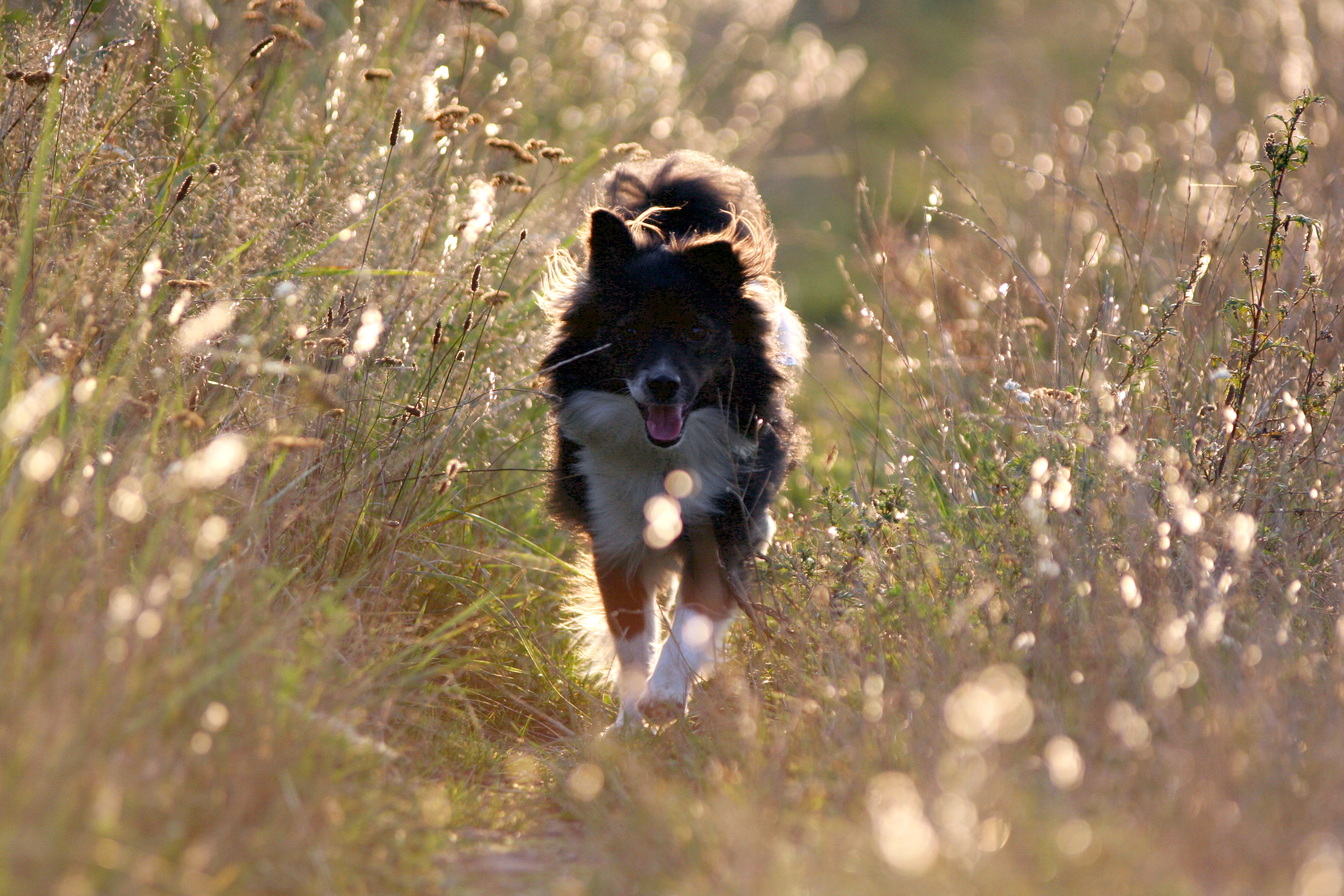 Jarry Jungfernheide