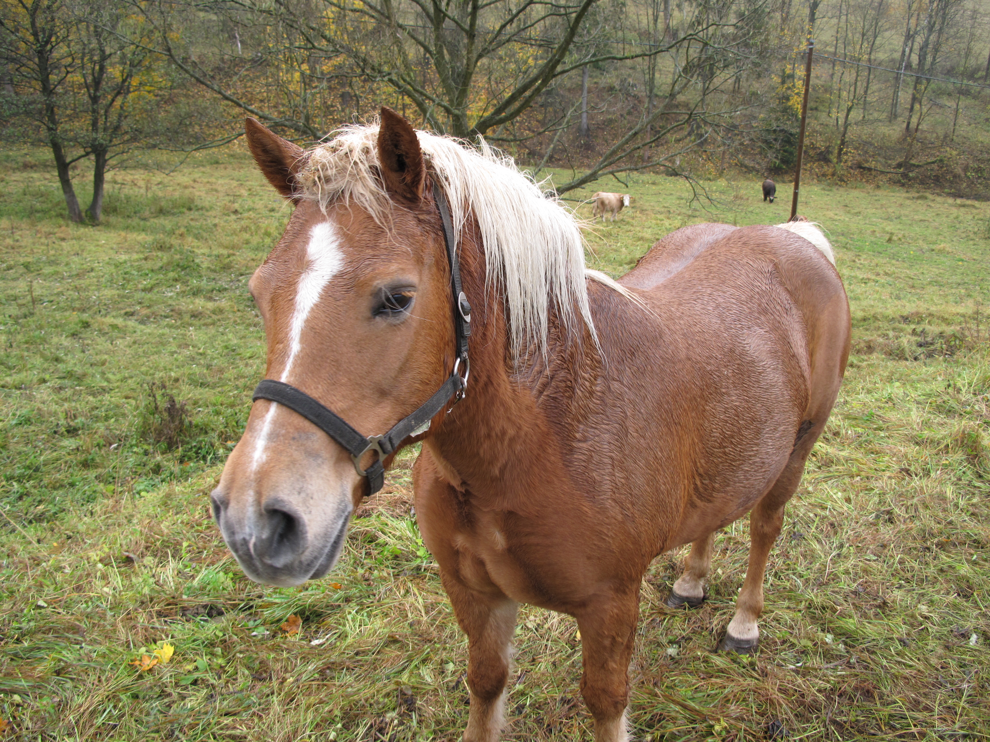 Jelení (Holčovice), kůň