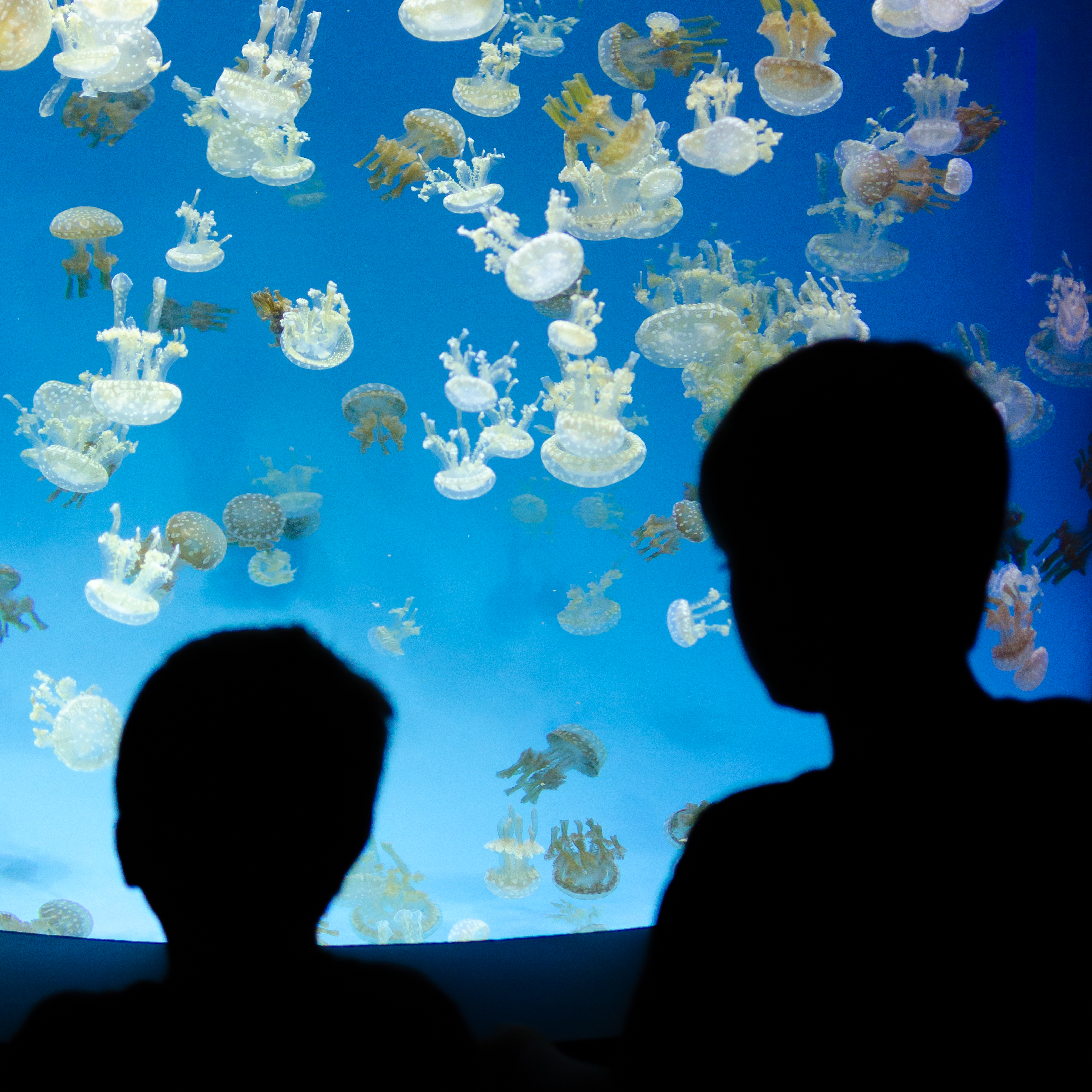 Jellyfish Viewing