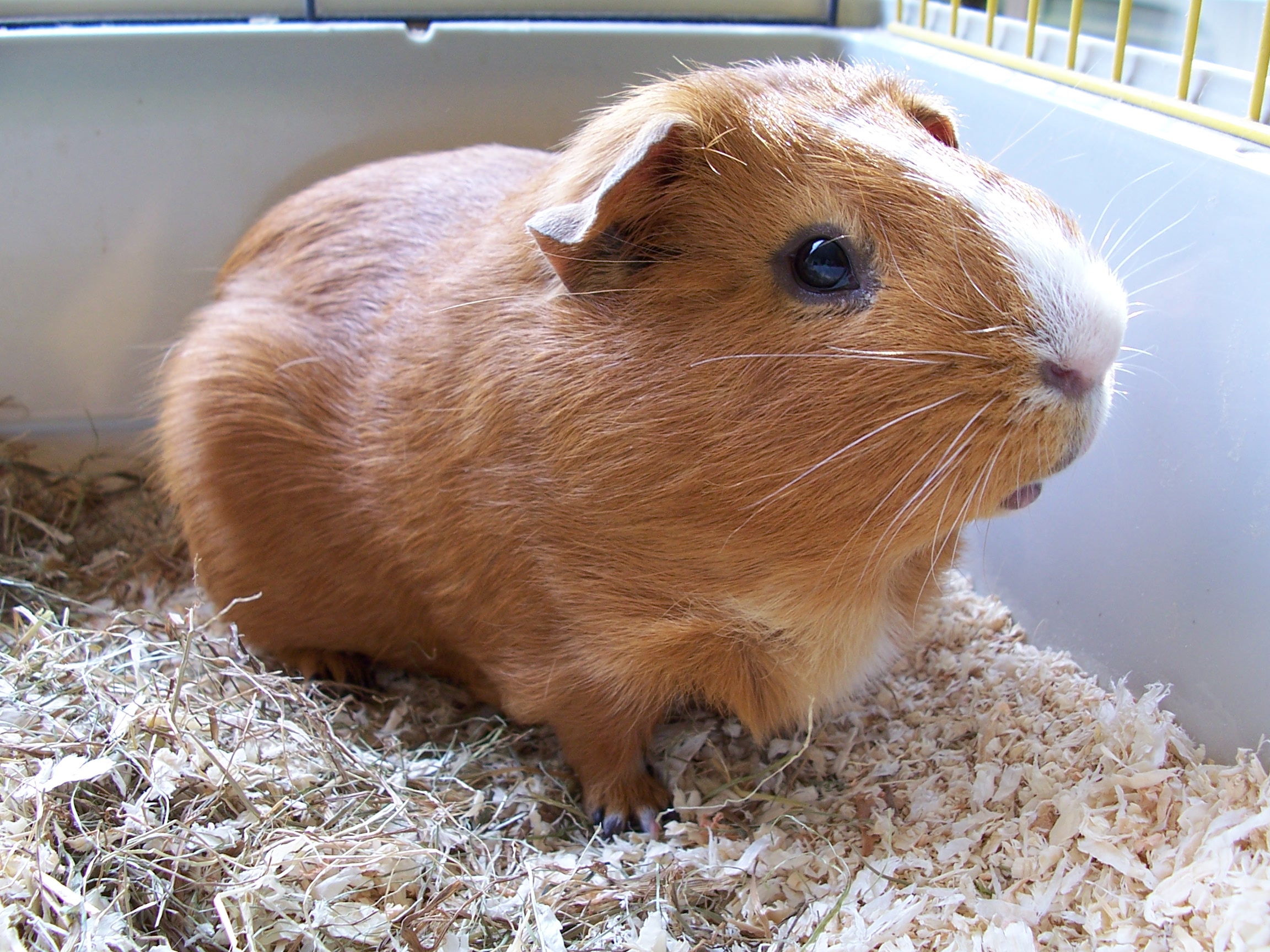 Joepcavia
