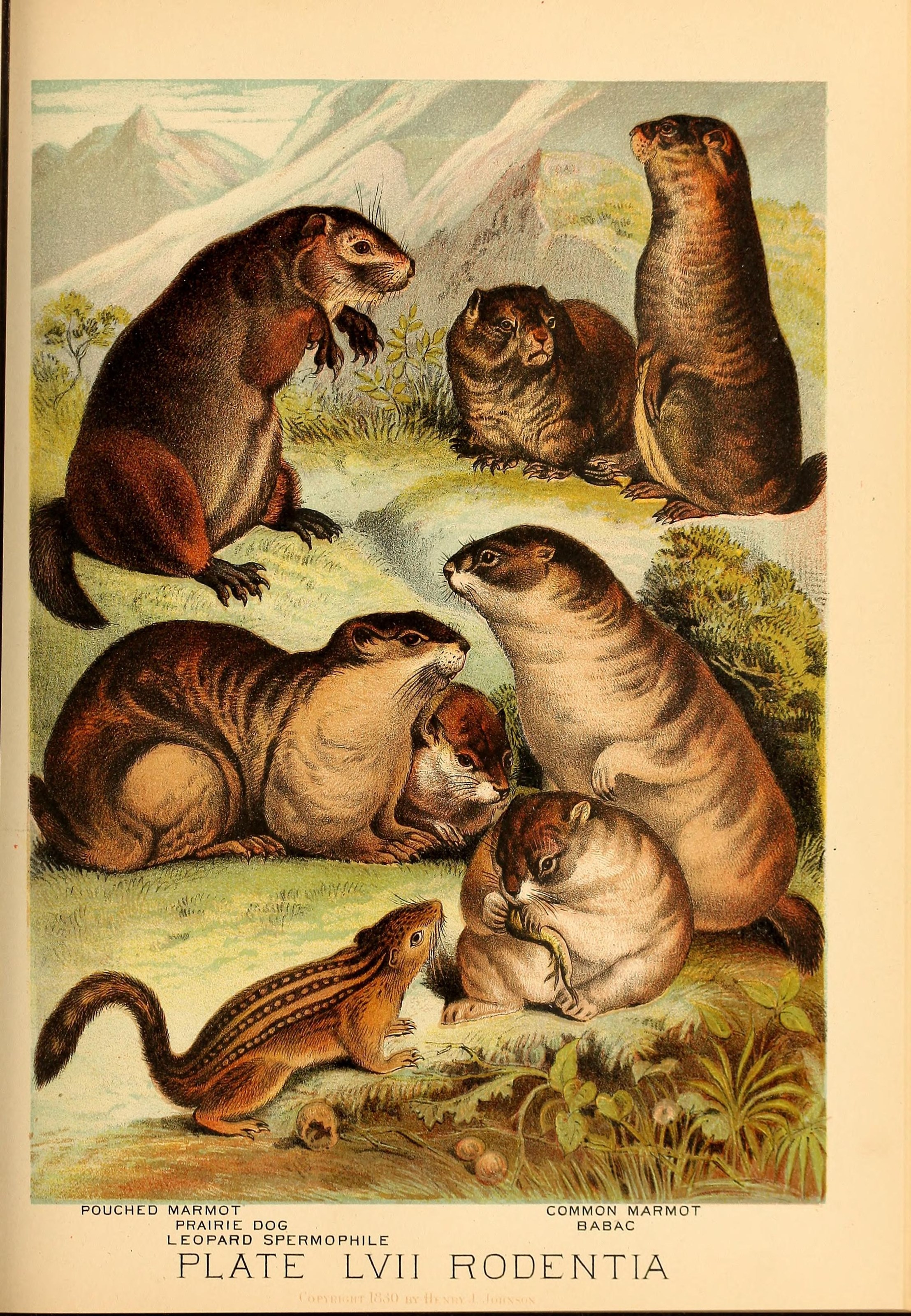 Johnson's household book of nature (7268694930)