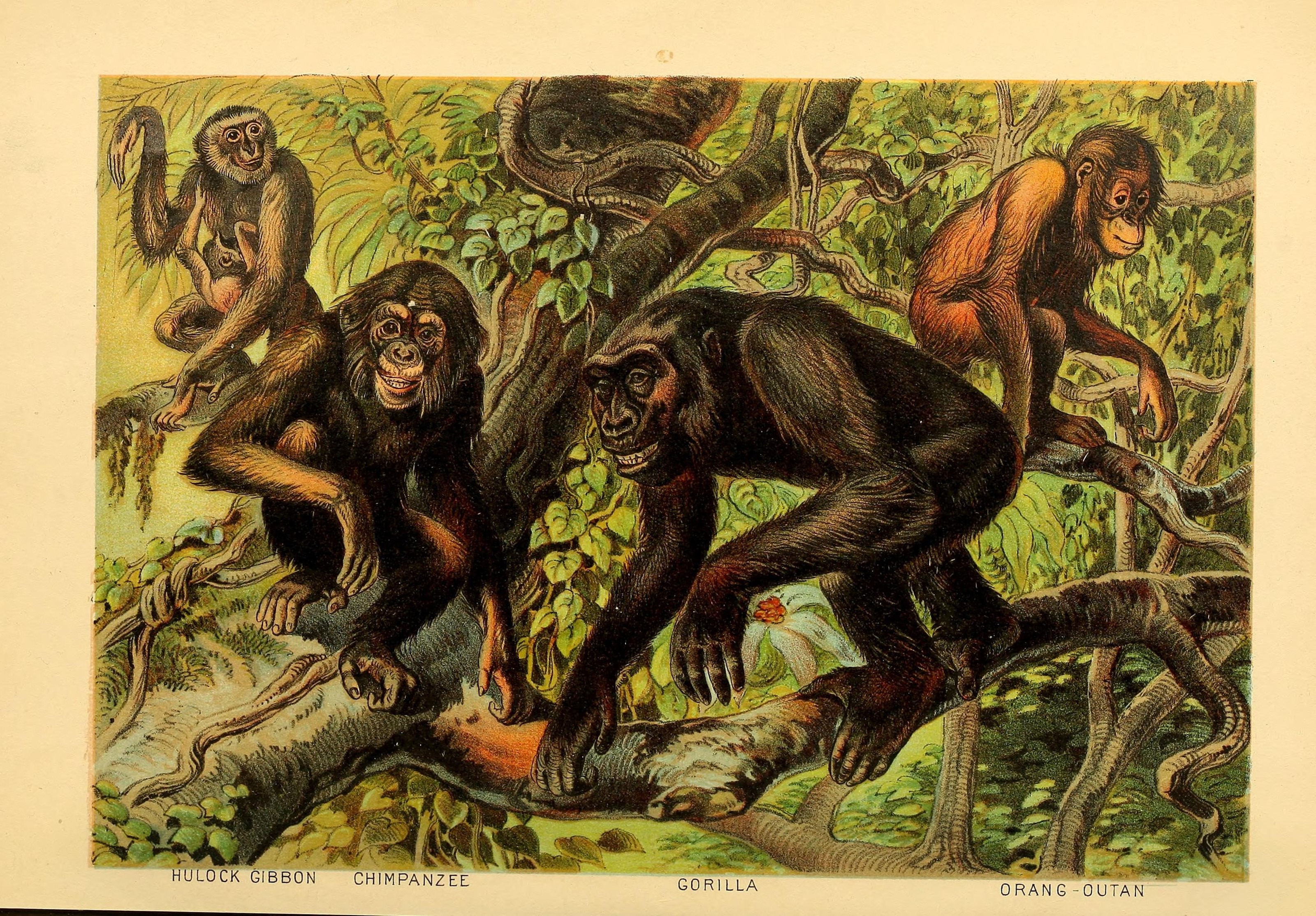 Johnson's household book of nature (Plate I) (7268619716)