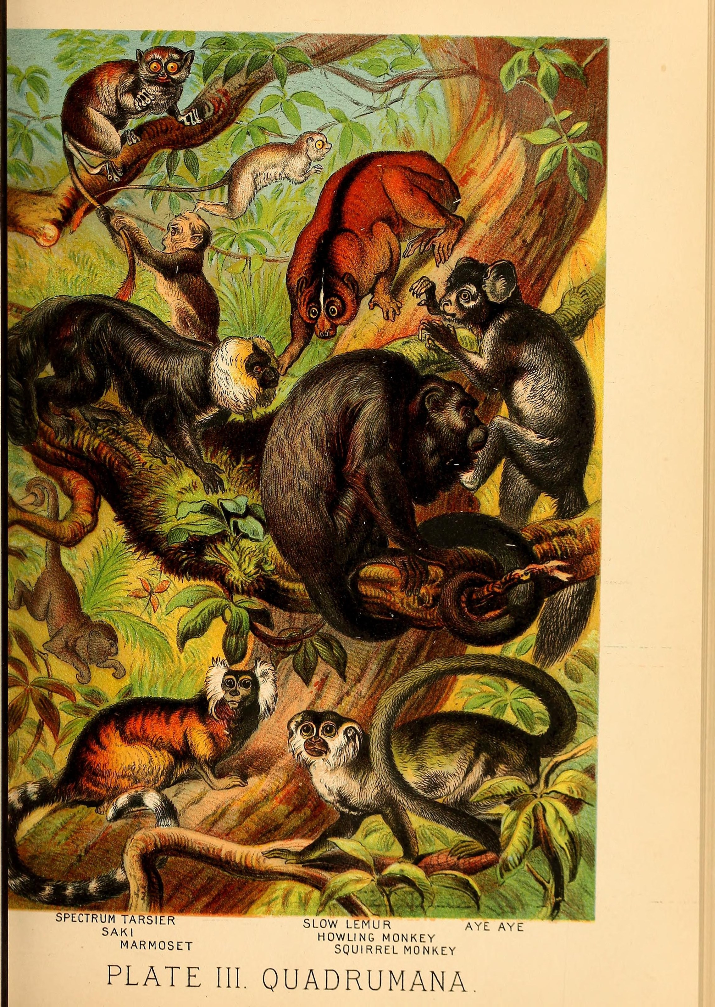 Johnson's household book of nature (Plate III) (7268623988)