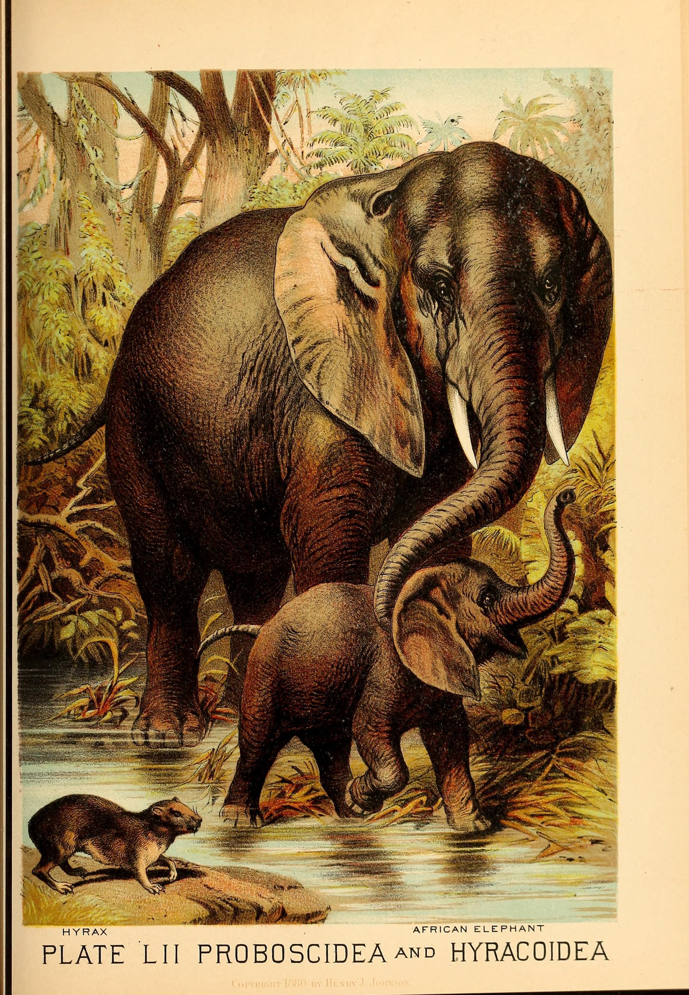 Johnson's household book of nature (Plate LII) (7268685688)