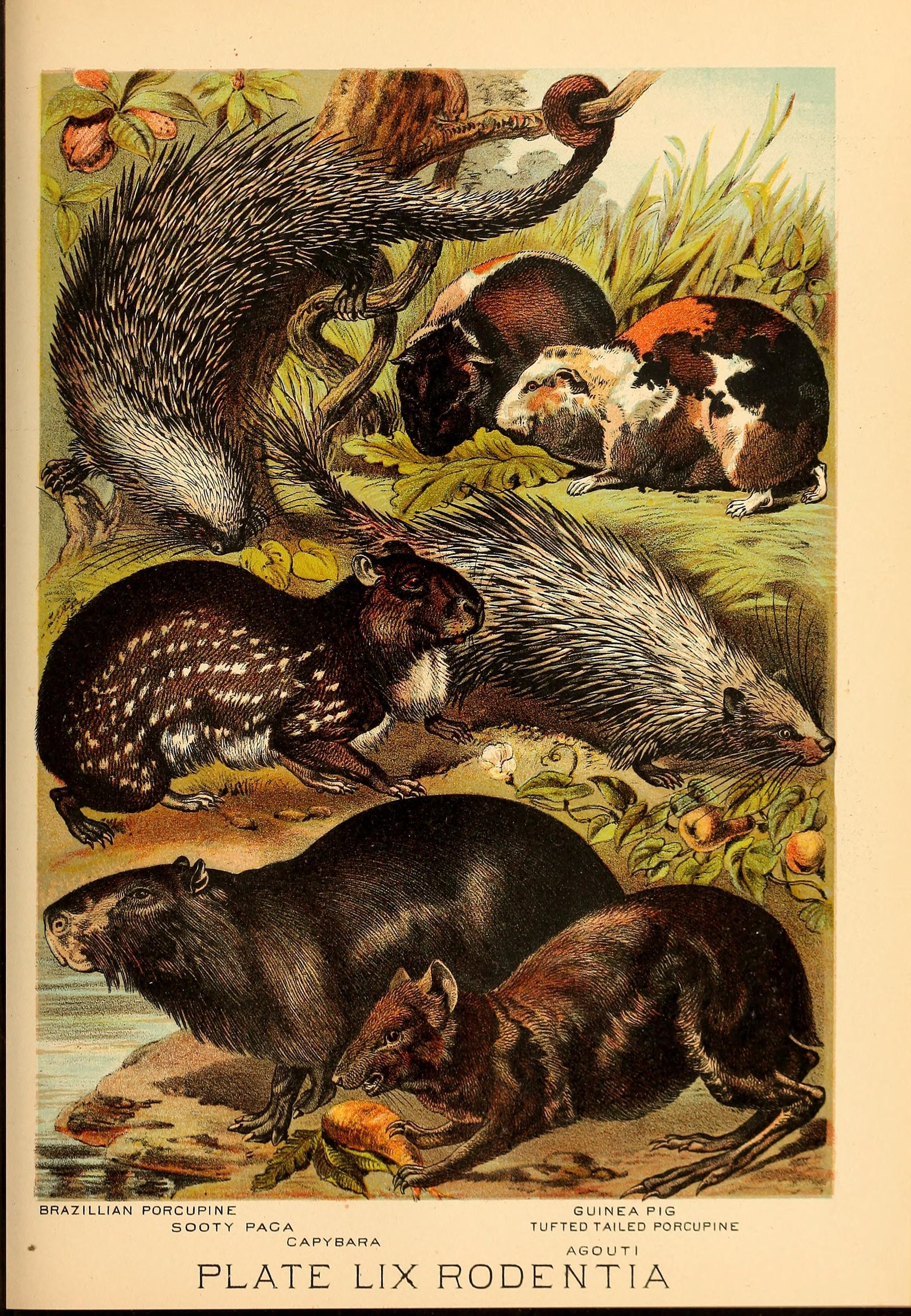 Johnson's household book of nature (Plate LIX) (7268700194)