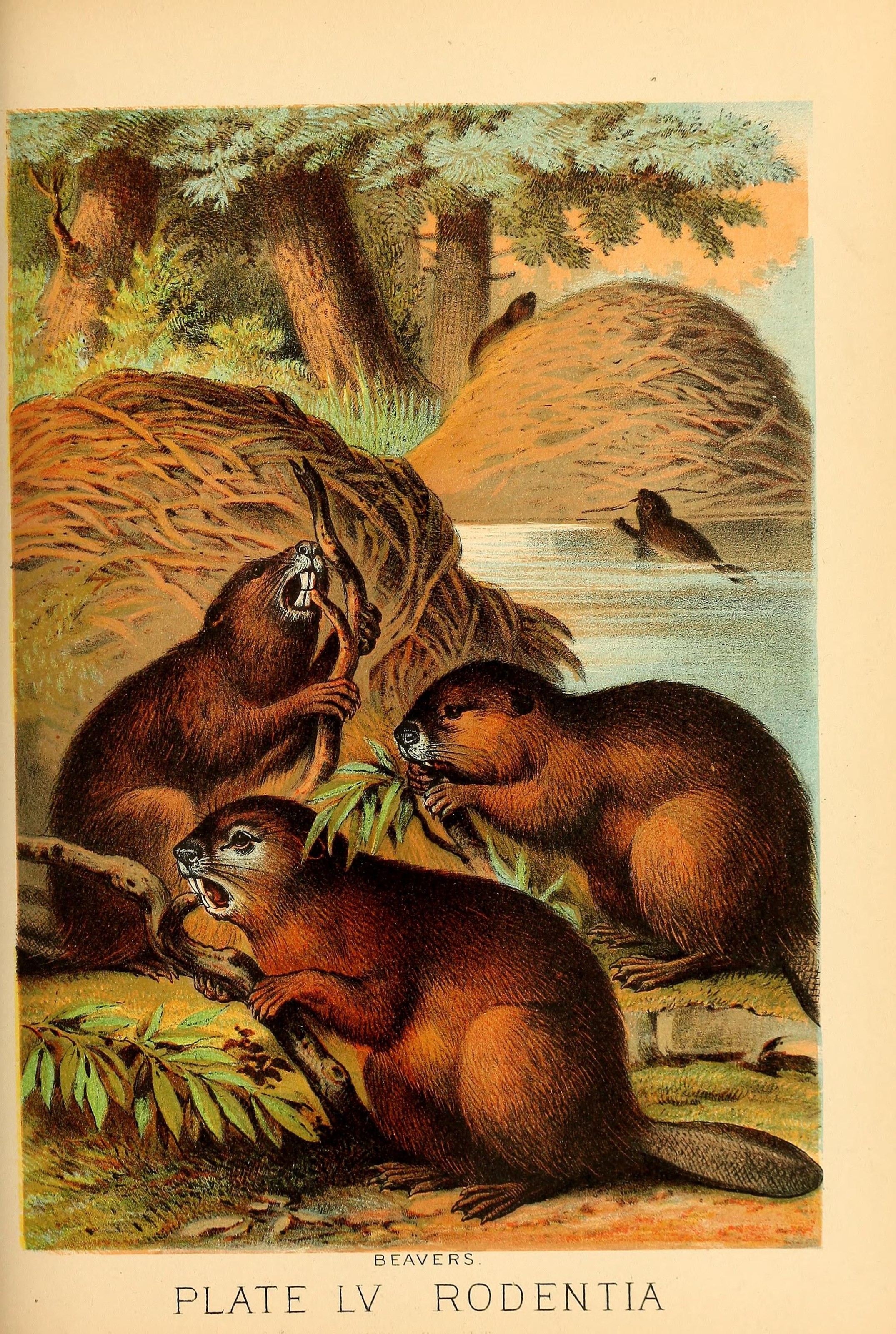 Johnson's household book of nature (Plate LV) (7268690426)