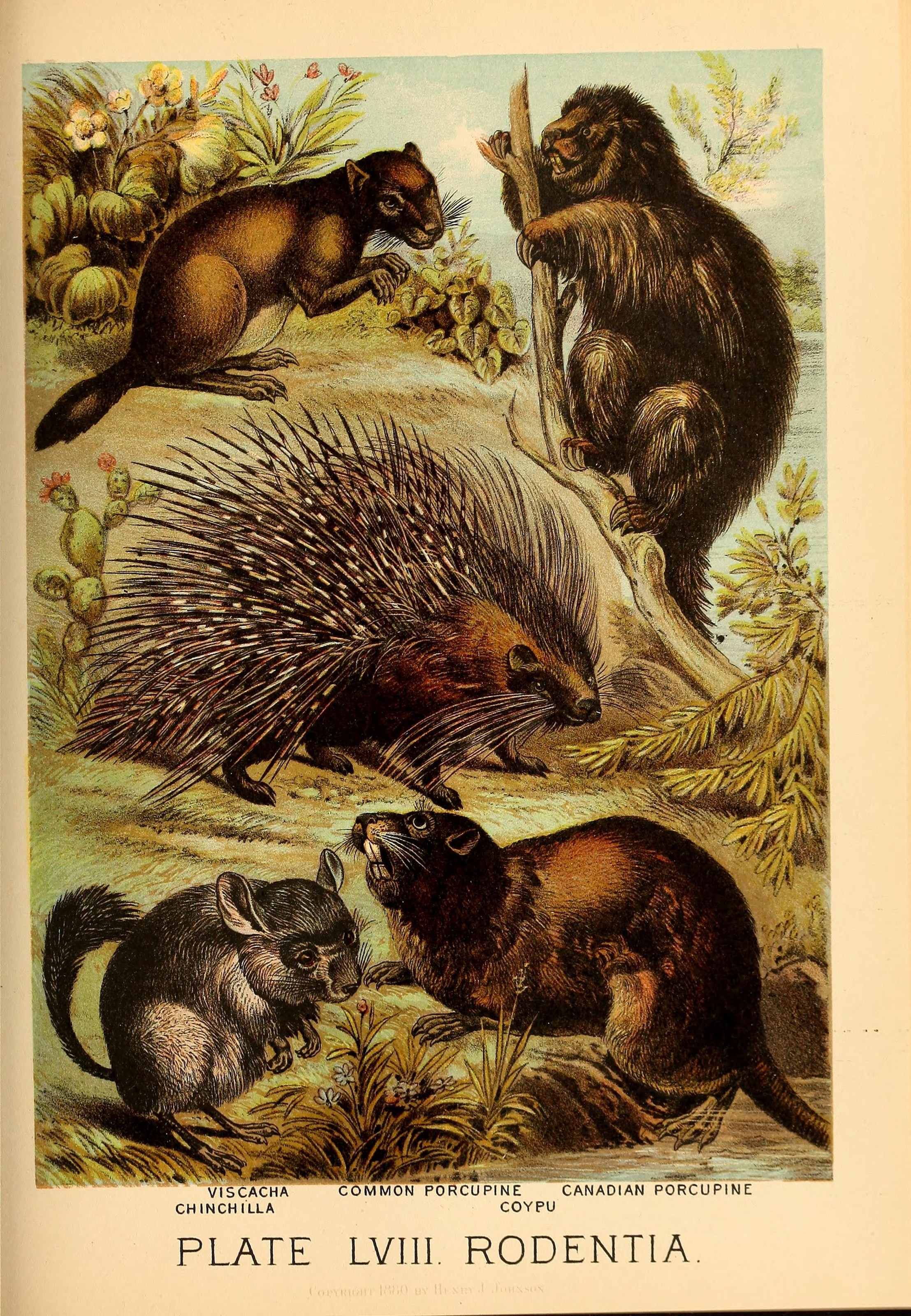 Johnson's household book of nature (Plate LVIII) (7268697684)