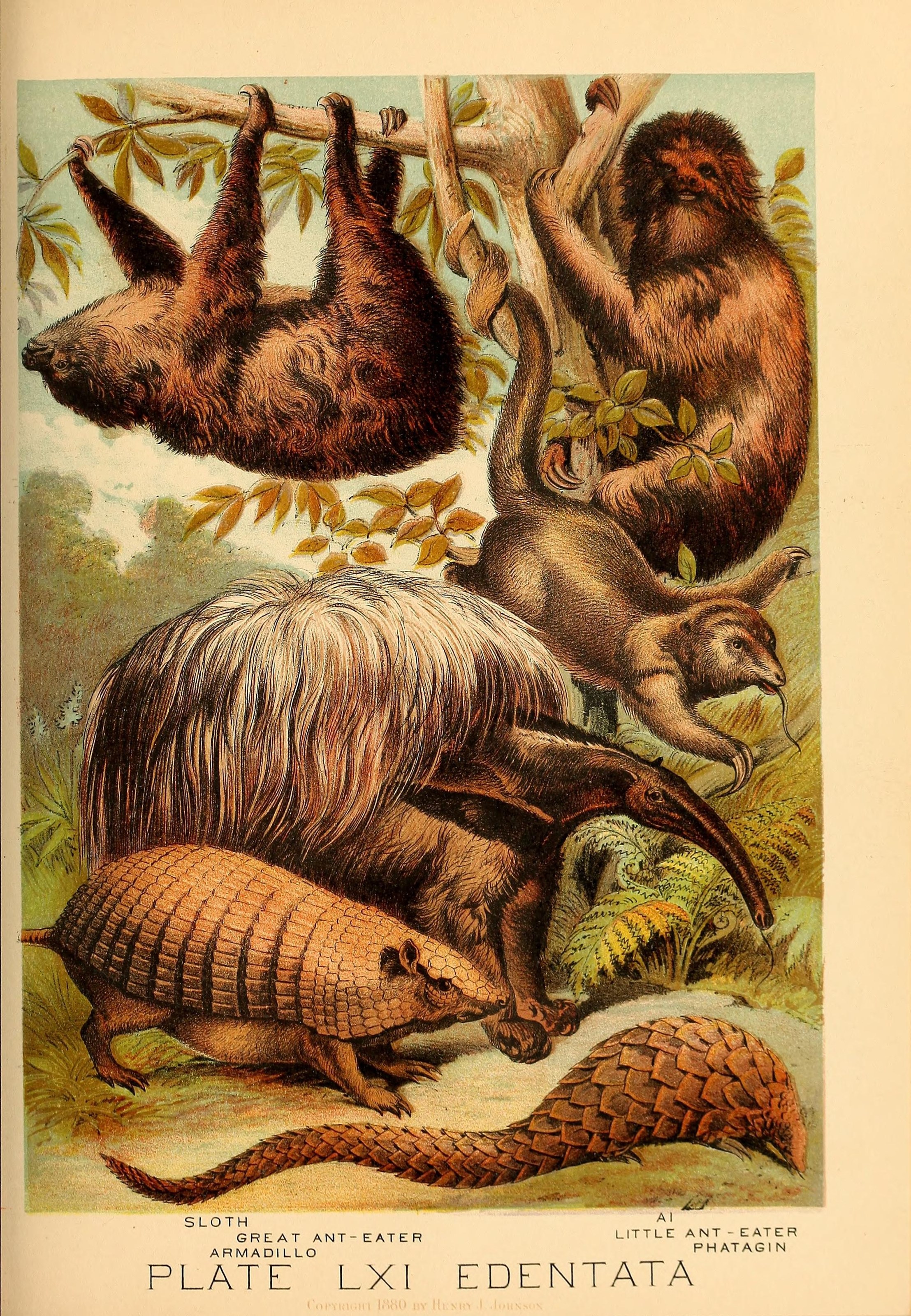 Johnson's household book of nature (Plate LXI) (7268704776)