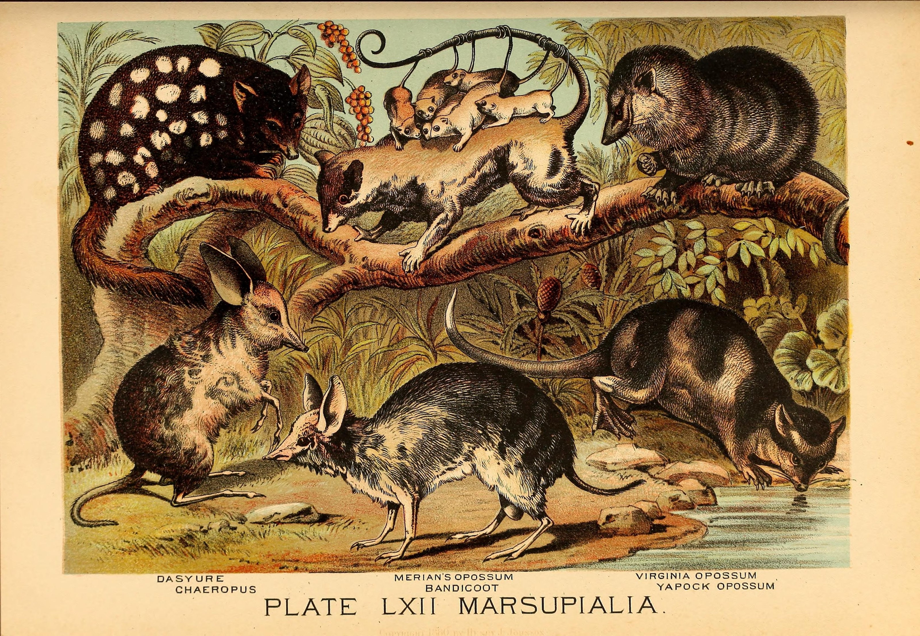 Johnson's household book of nature (Plate LXII) (7268707064)