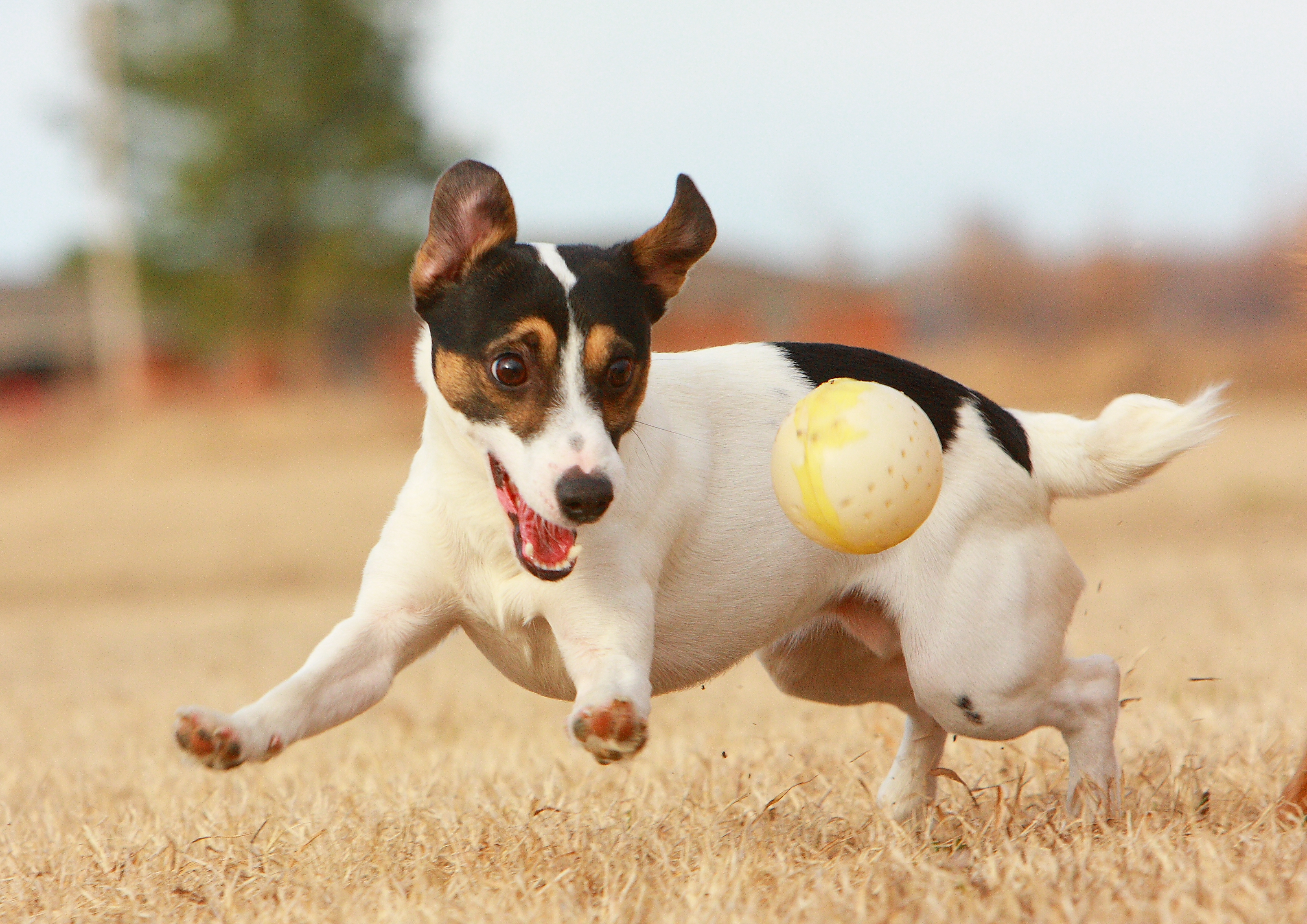 JRT with Ball