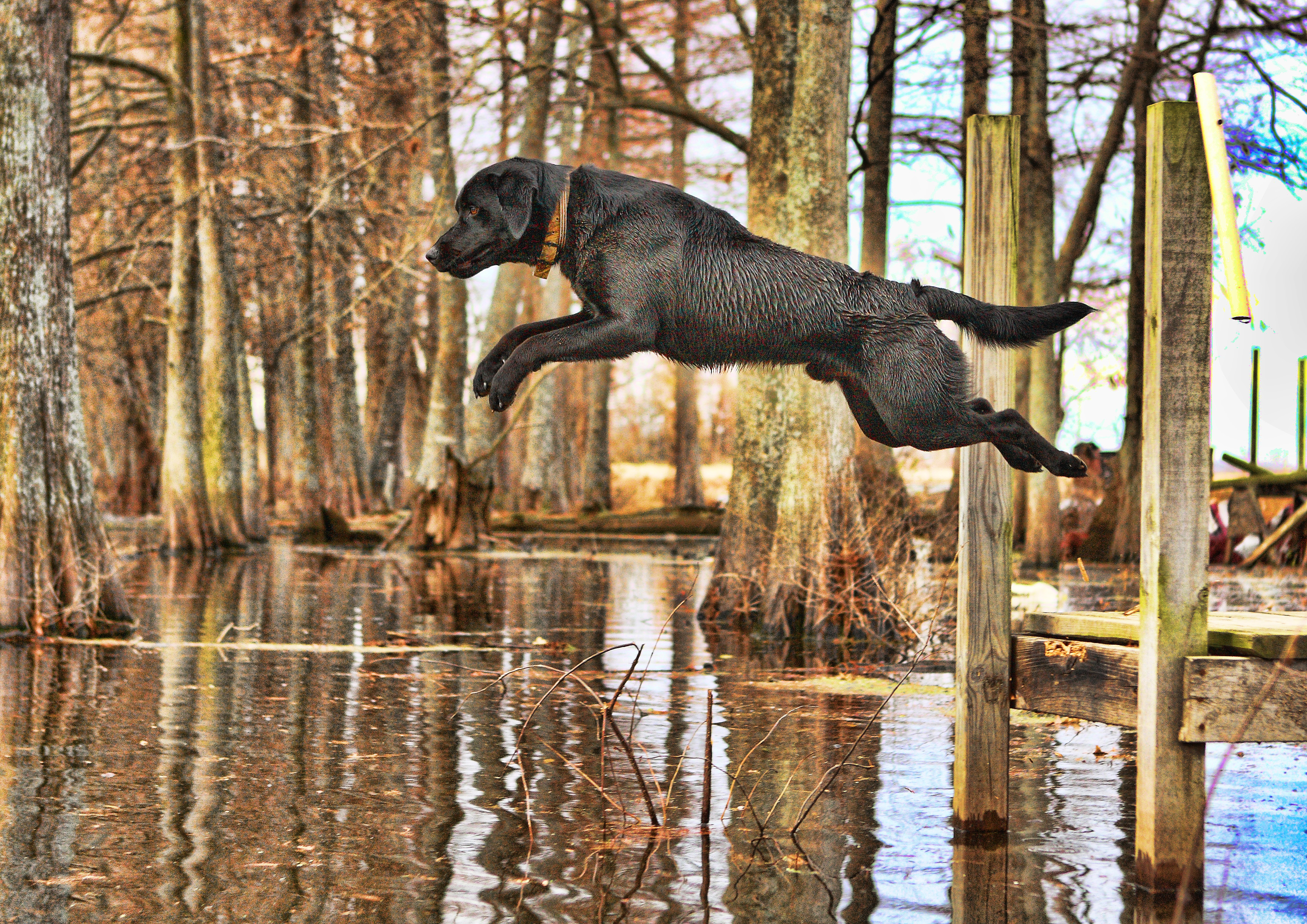 Jumping Retriever Zeus