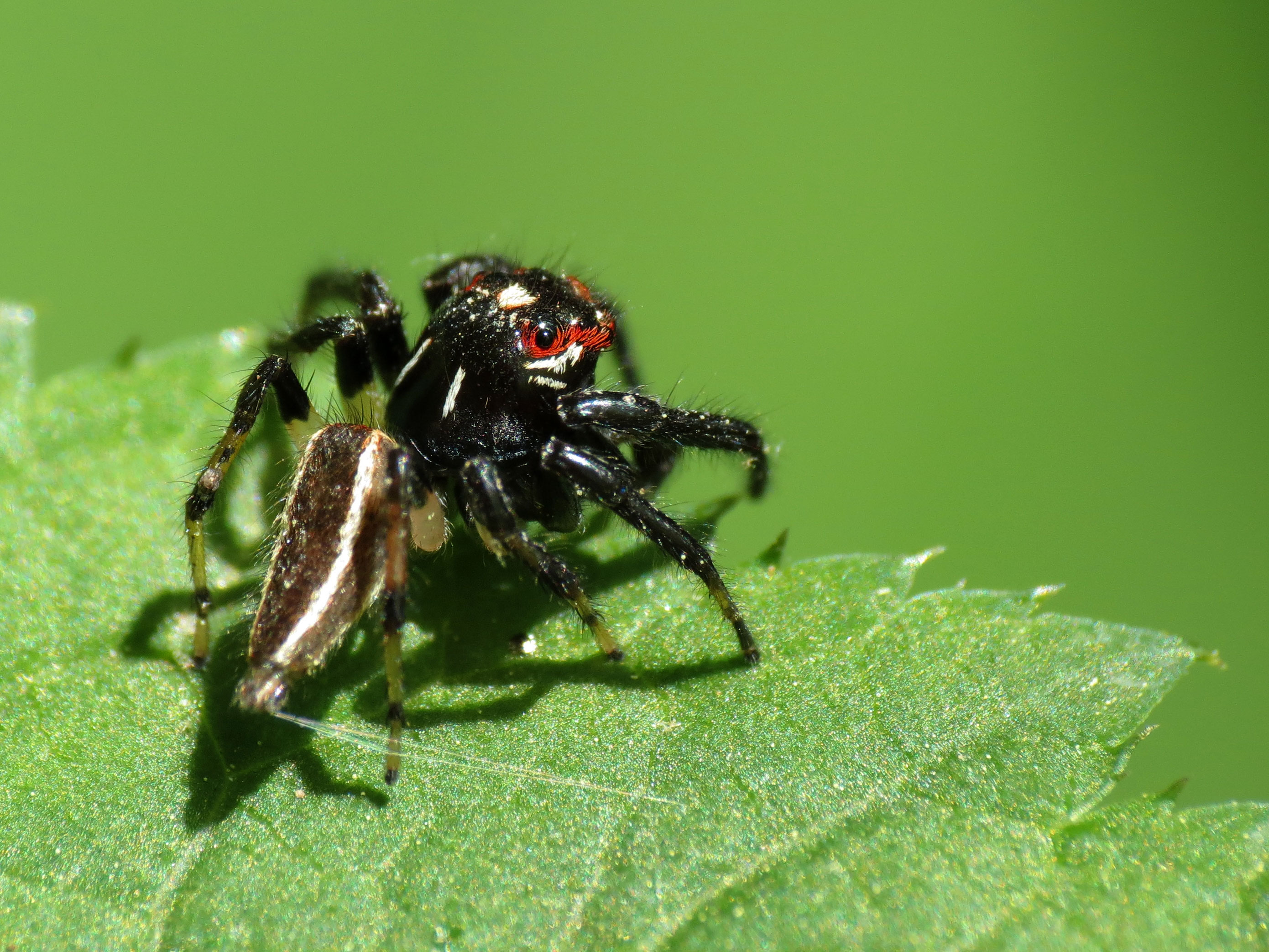 Jumping Spider (14216352128)