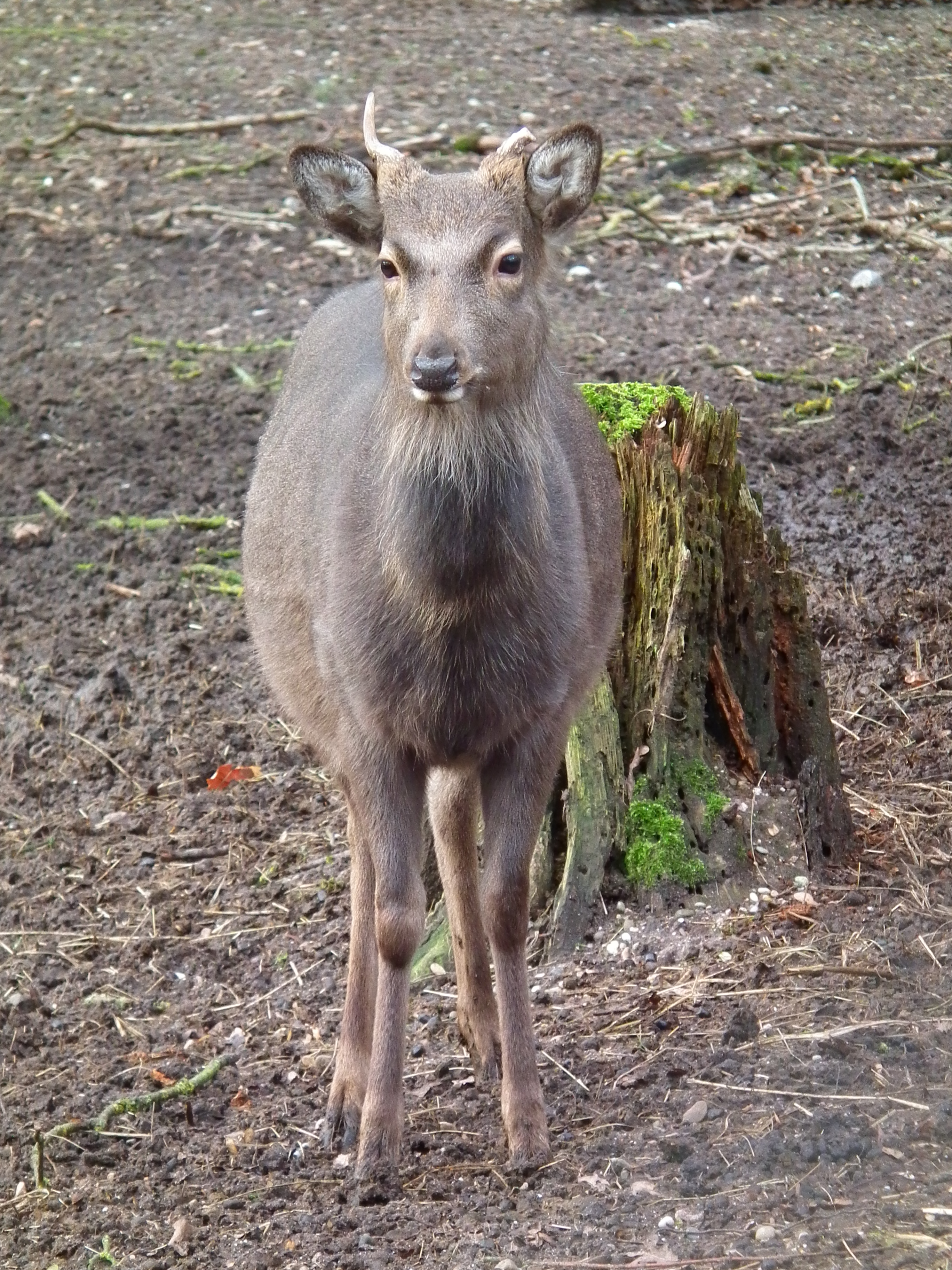 Junger Sikabock Tierpark Walldorf 2015