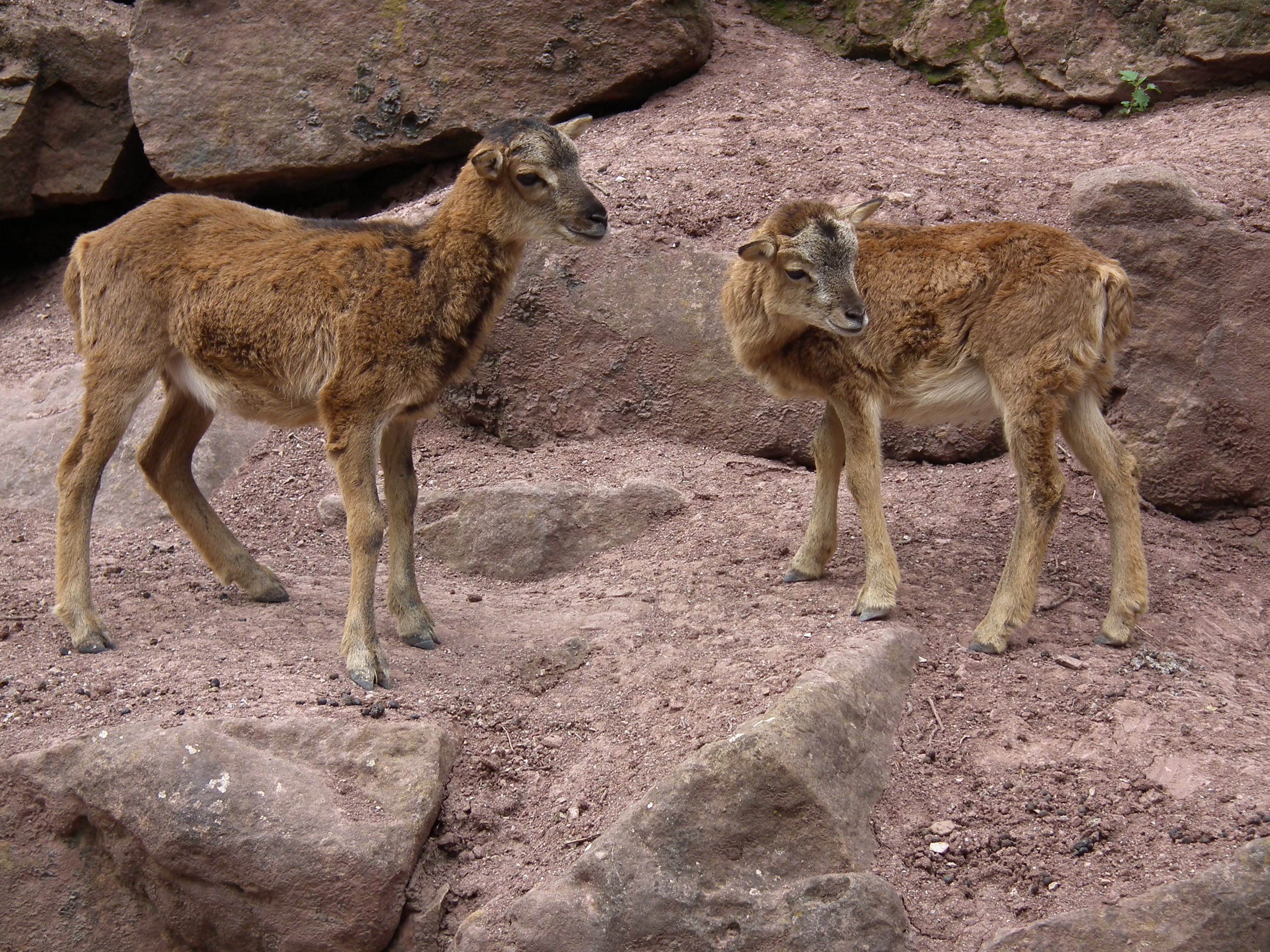 Jungtiere Muffelwild