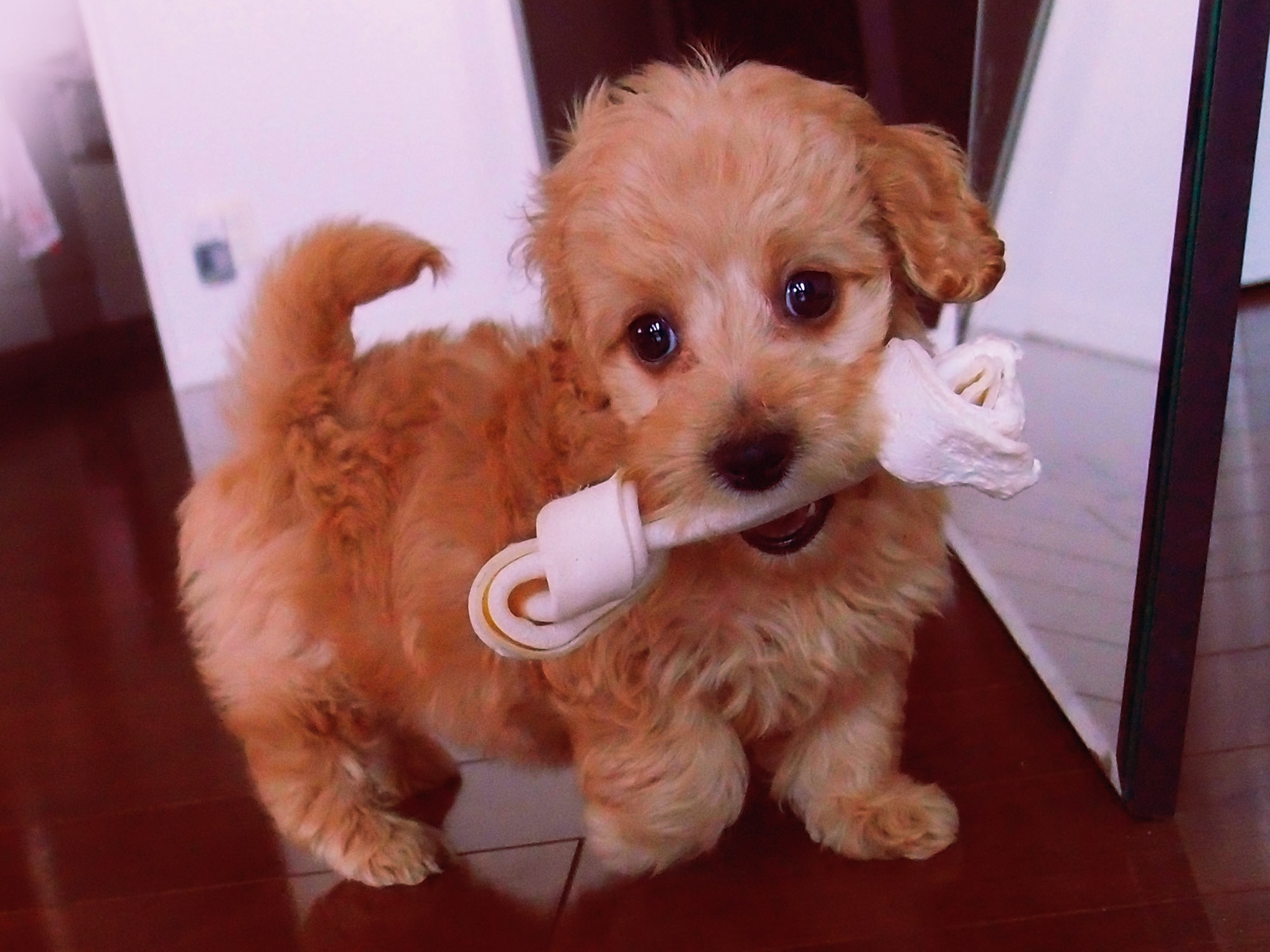 Juno the pup (7239282182)