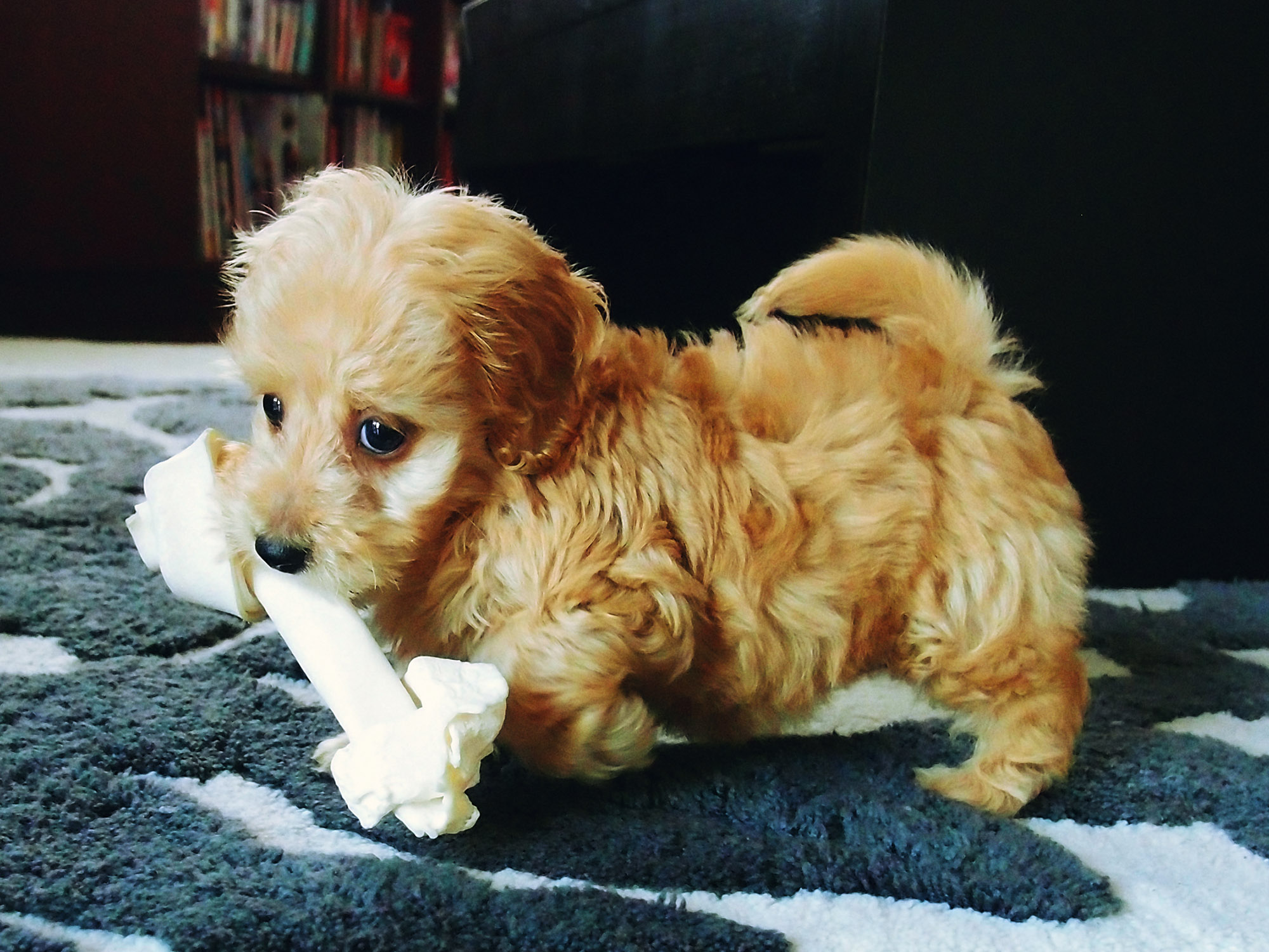 Juno the pup (7239282352)