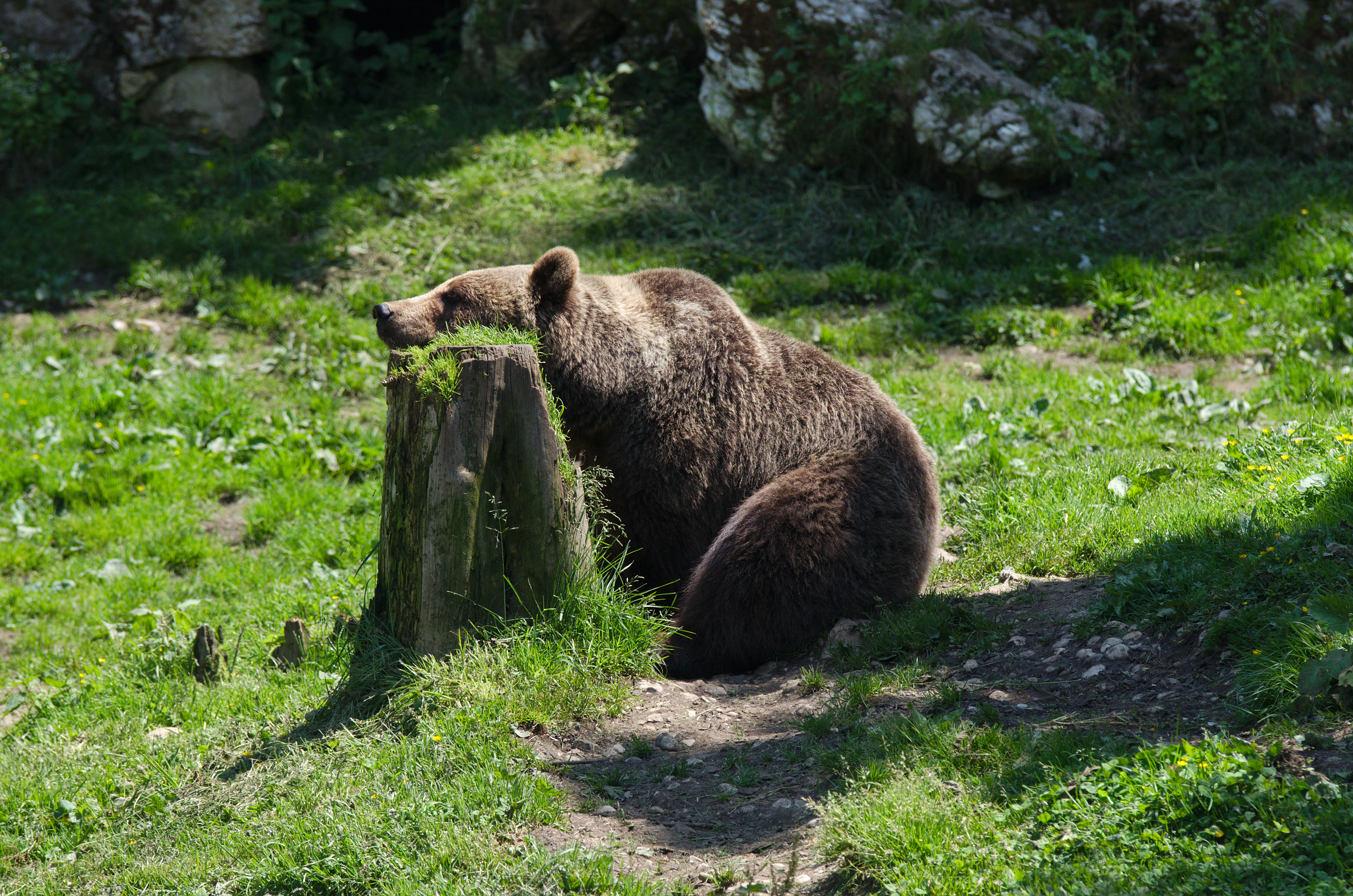 Juraparc 06-07-2013 - Bear resting