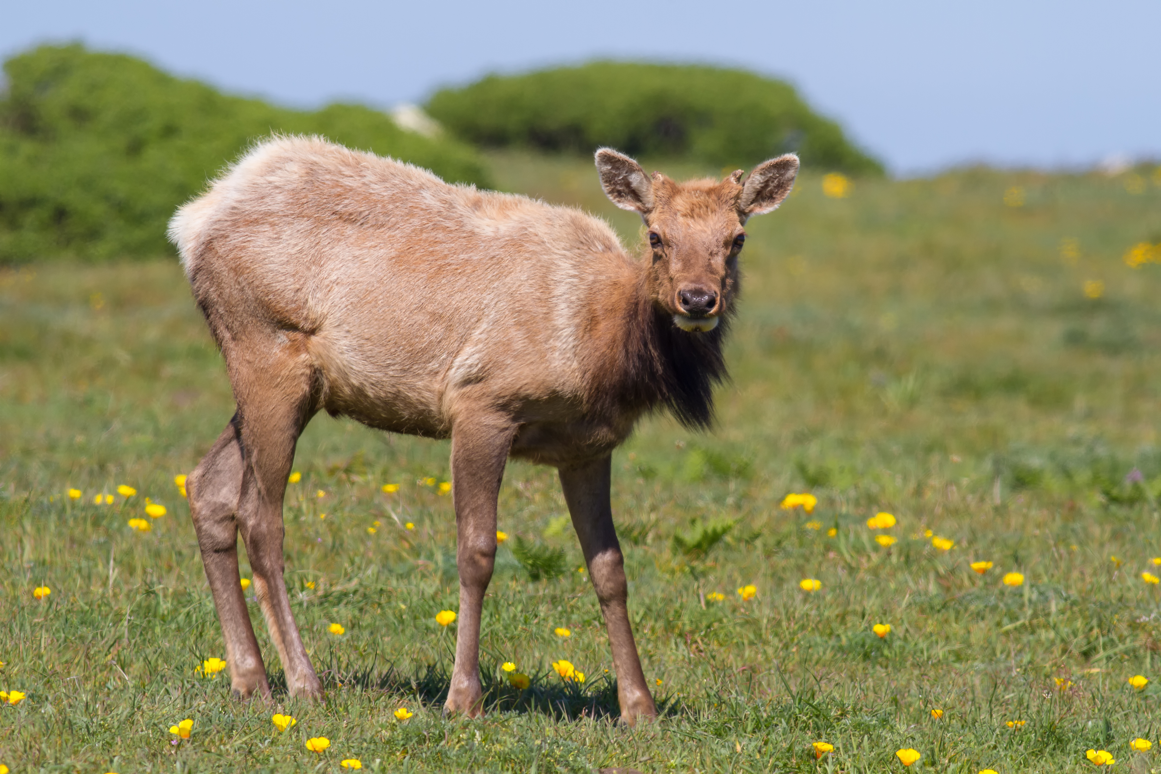 Juvenile male tule elk, Point Reyes National Seashore