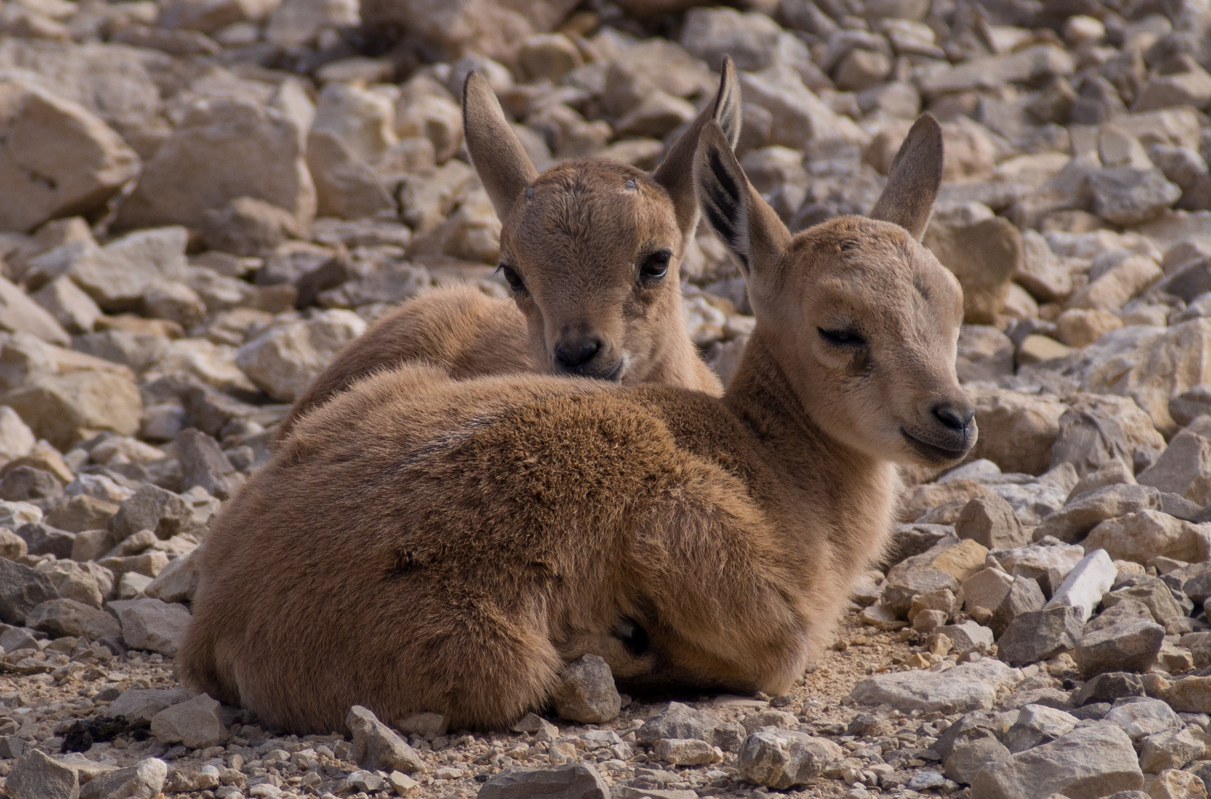 Juvenile Nubian ibex (50818)