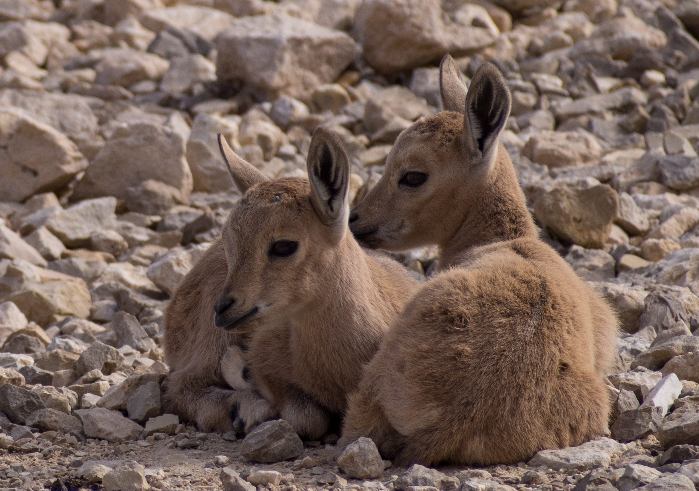 Juvenile Nubian ibex (50822)