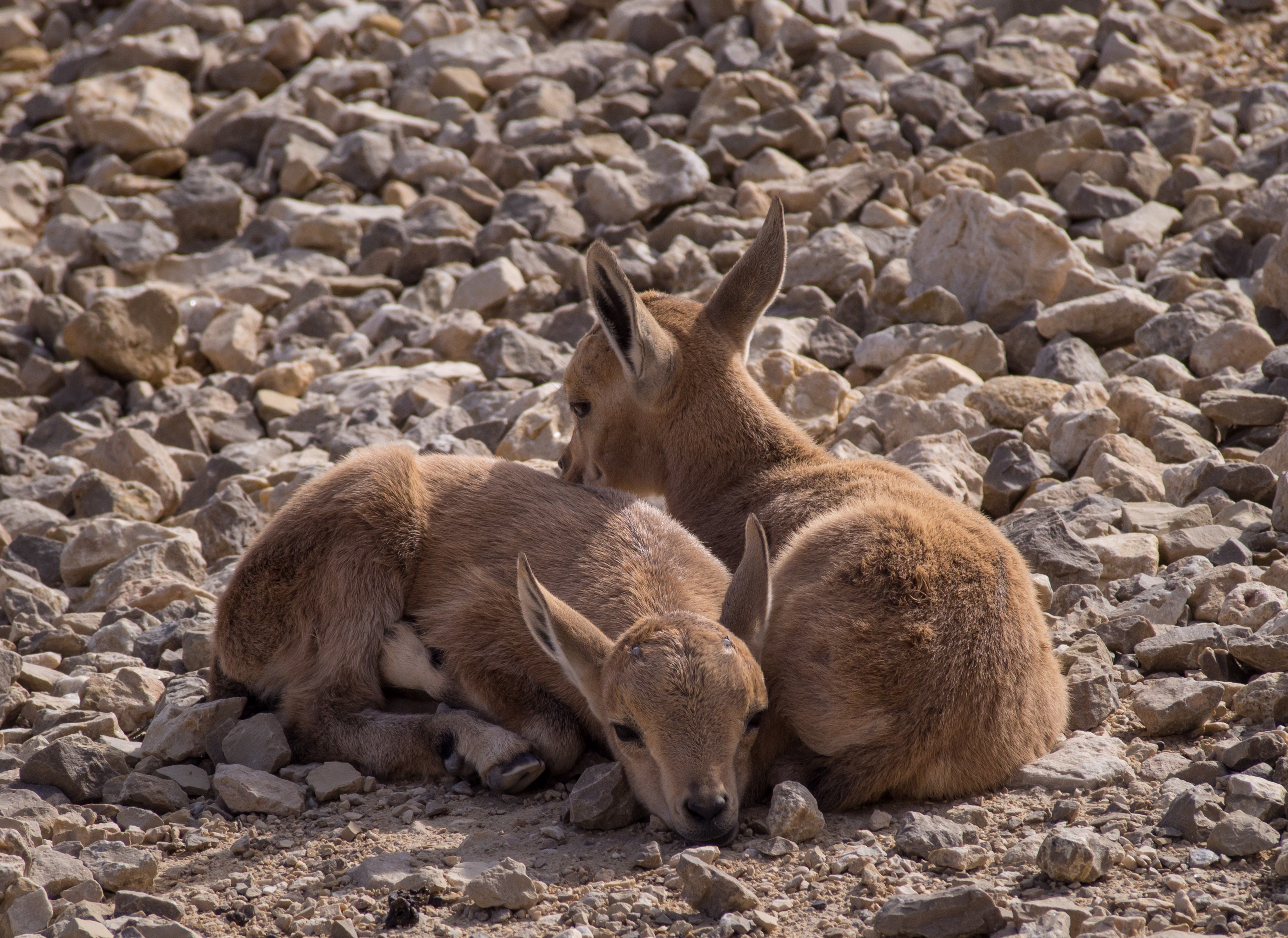 Juvenile Nubian ibex (50854)