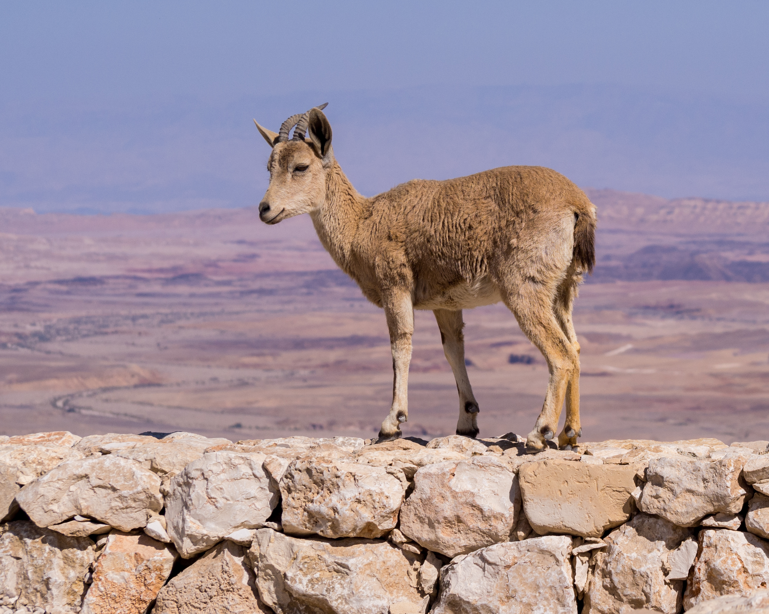Juvenile Nubian ibex in Mitzpe Ramon (40404)