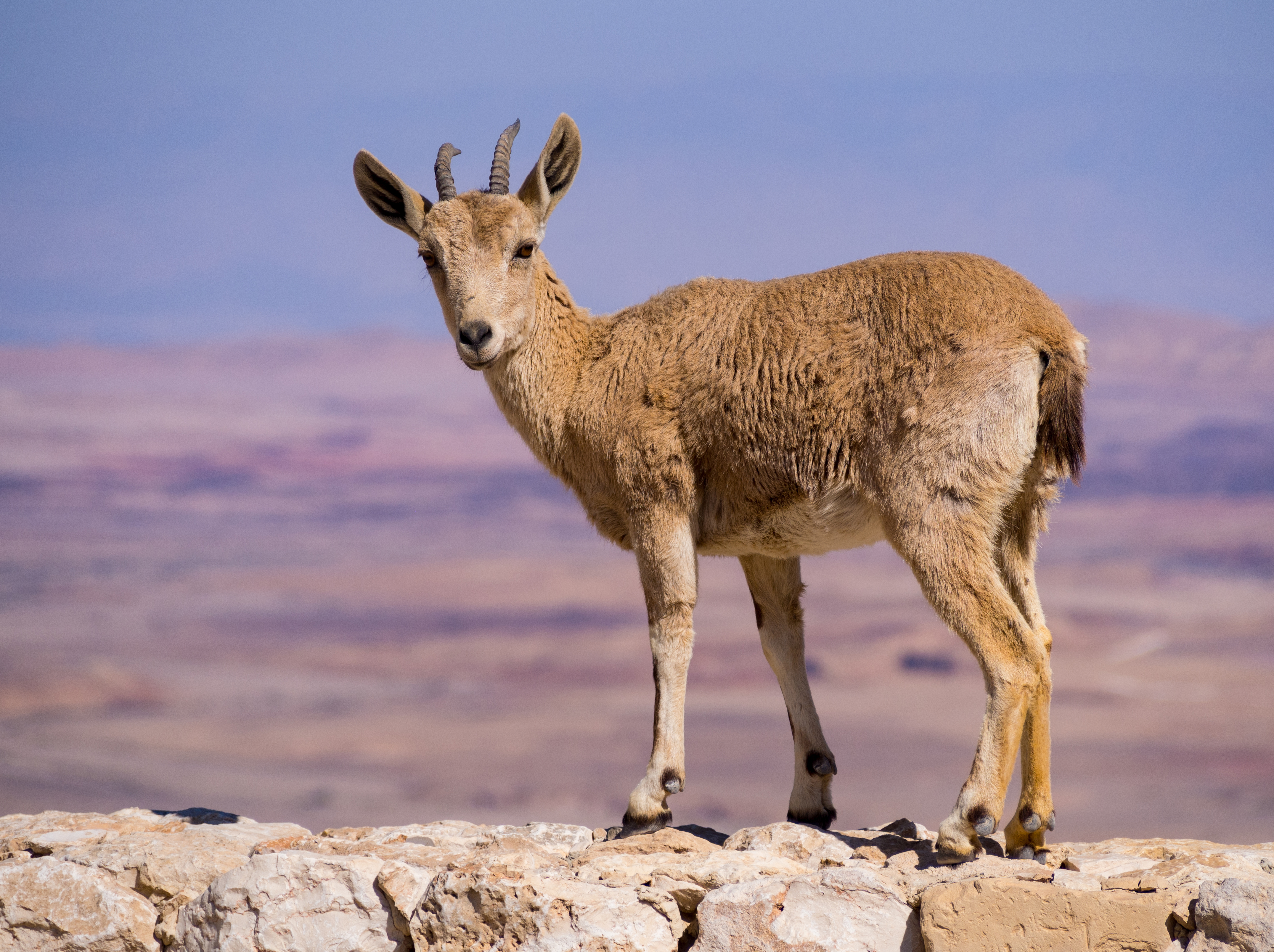 Juvenile Nubian ibex in Mitzpe Ramon (40409)