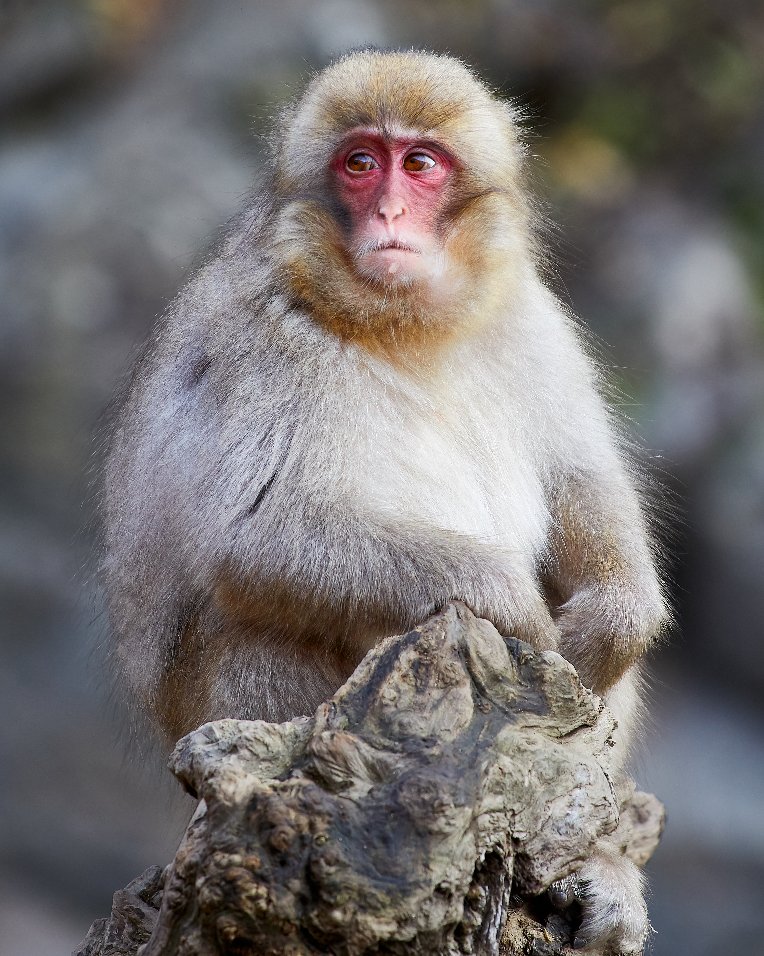 Juveniler Japanmakak (Macaca fuscata) im Jigokudani Yaen Kōen