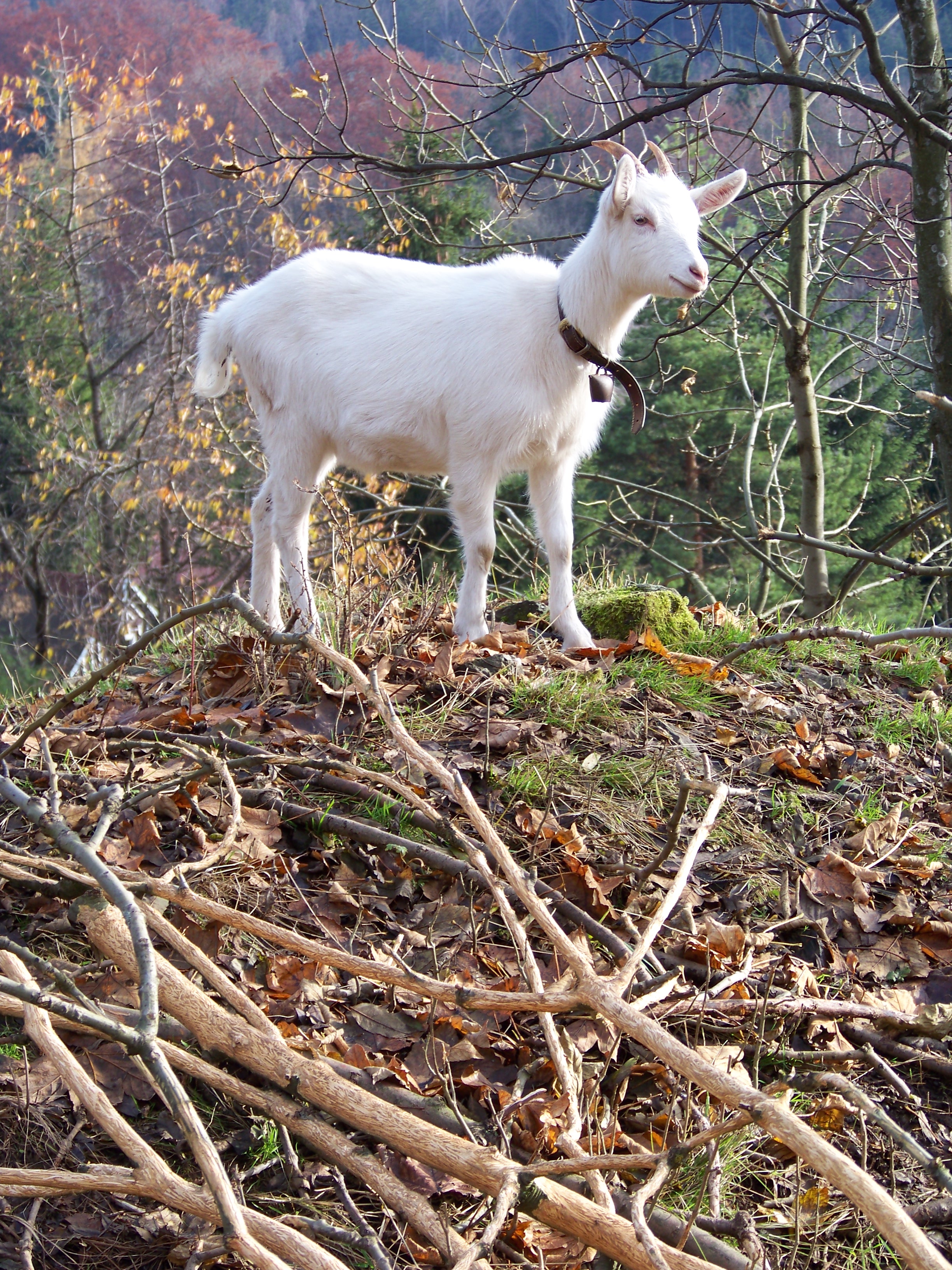 Kůzle, Český Šumburk