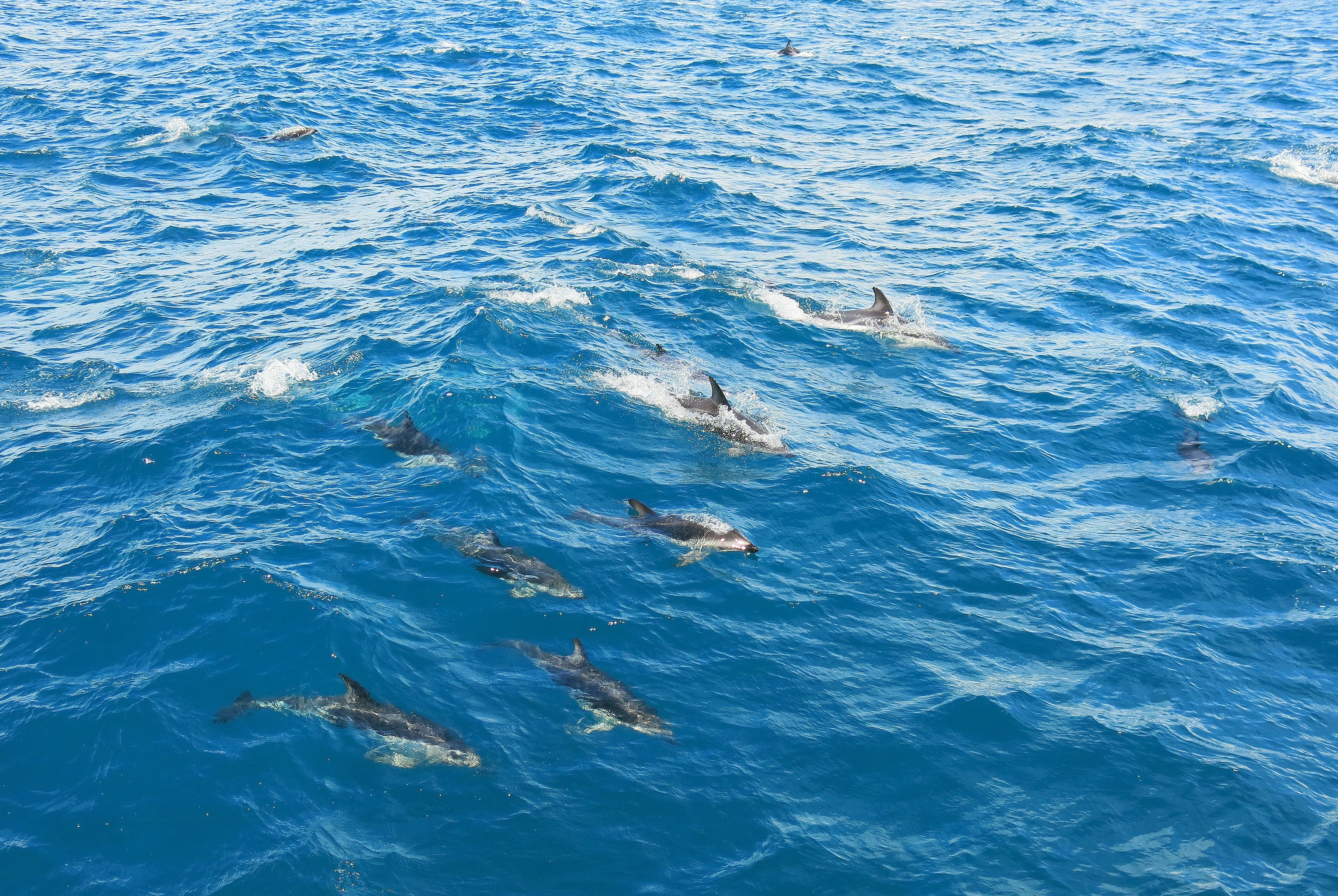 Kaikoura2