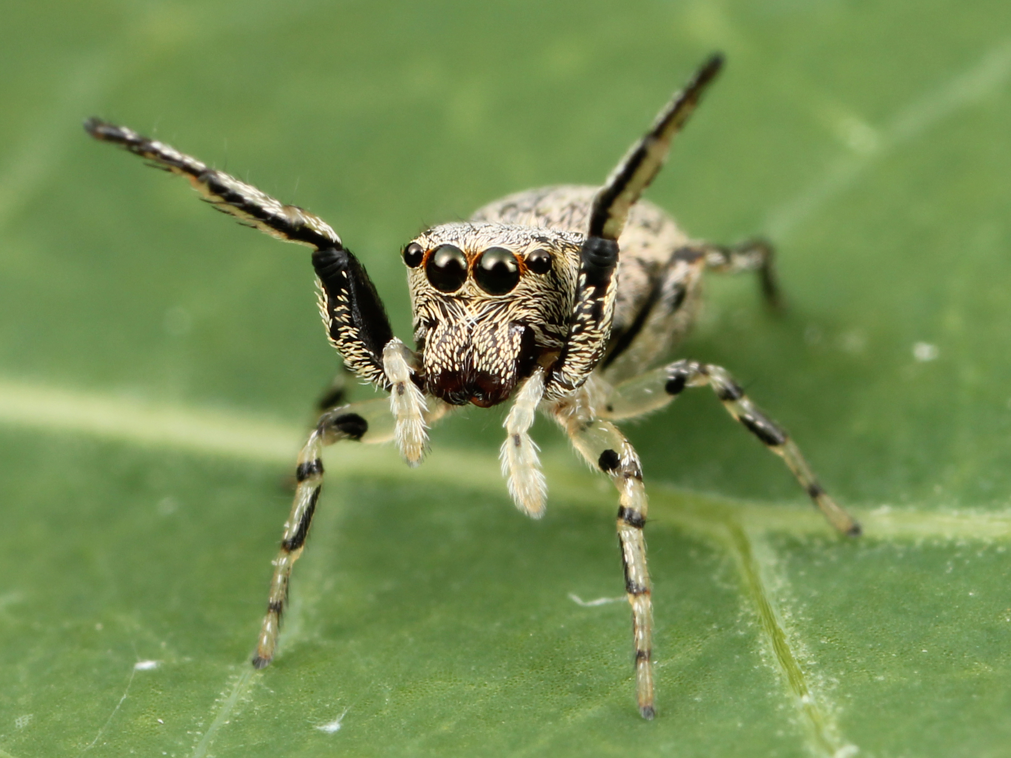 Kaldari Zygoballus rufipes female 02