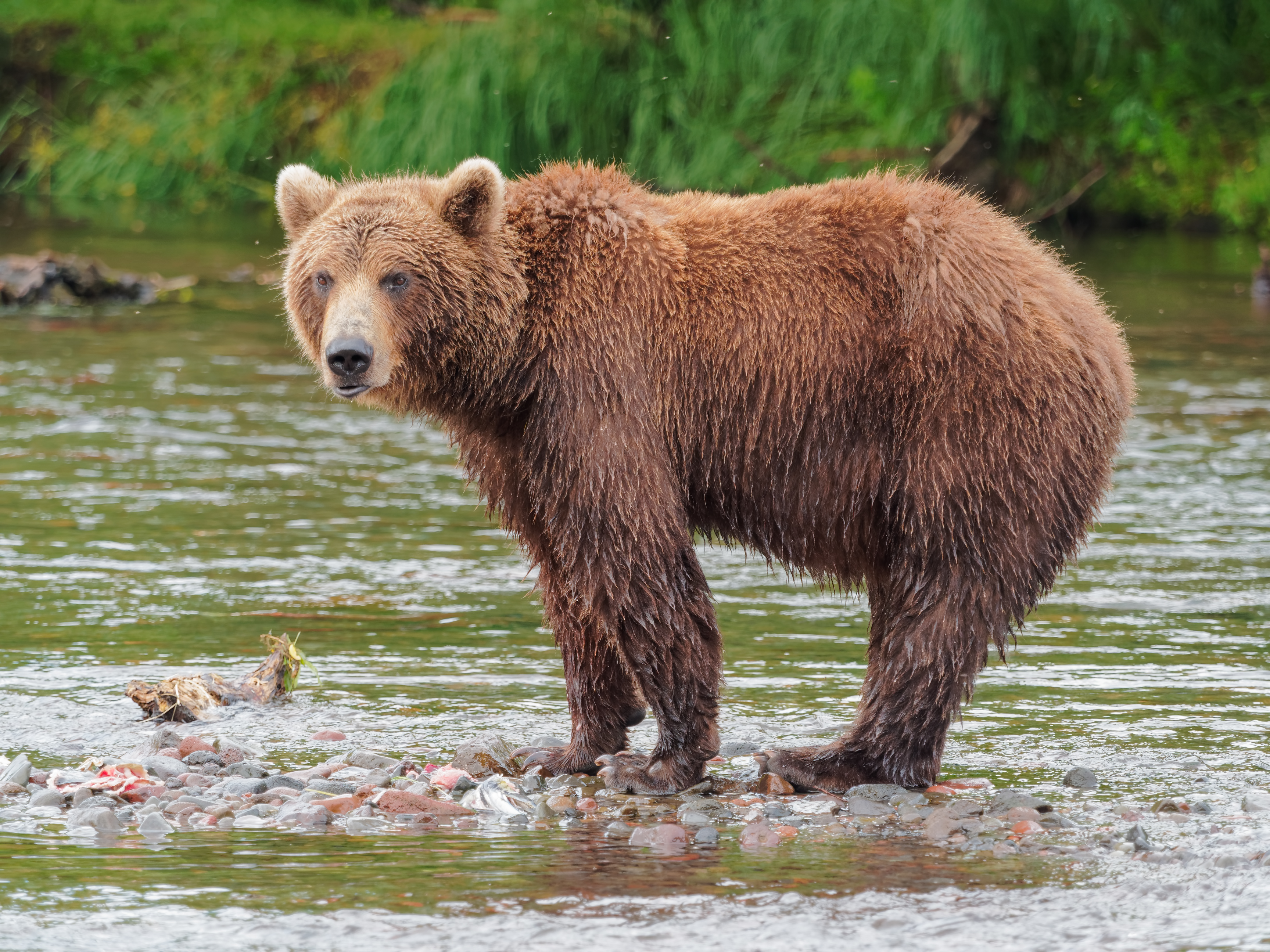 Kamchatka Brown Bear near Dvuhyurtochnoe on 2015-07-23