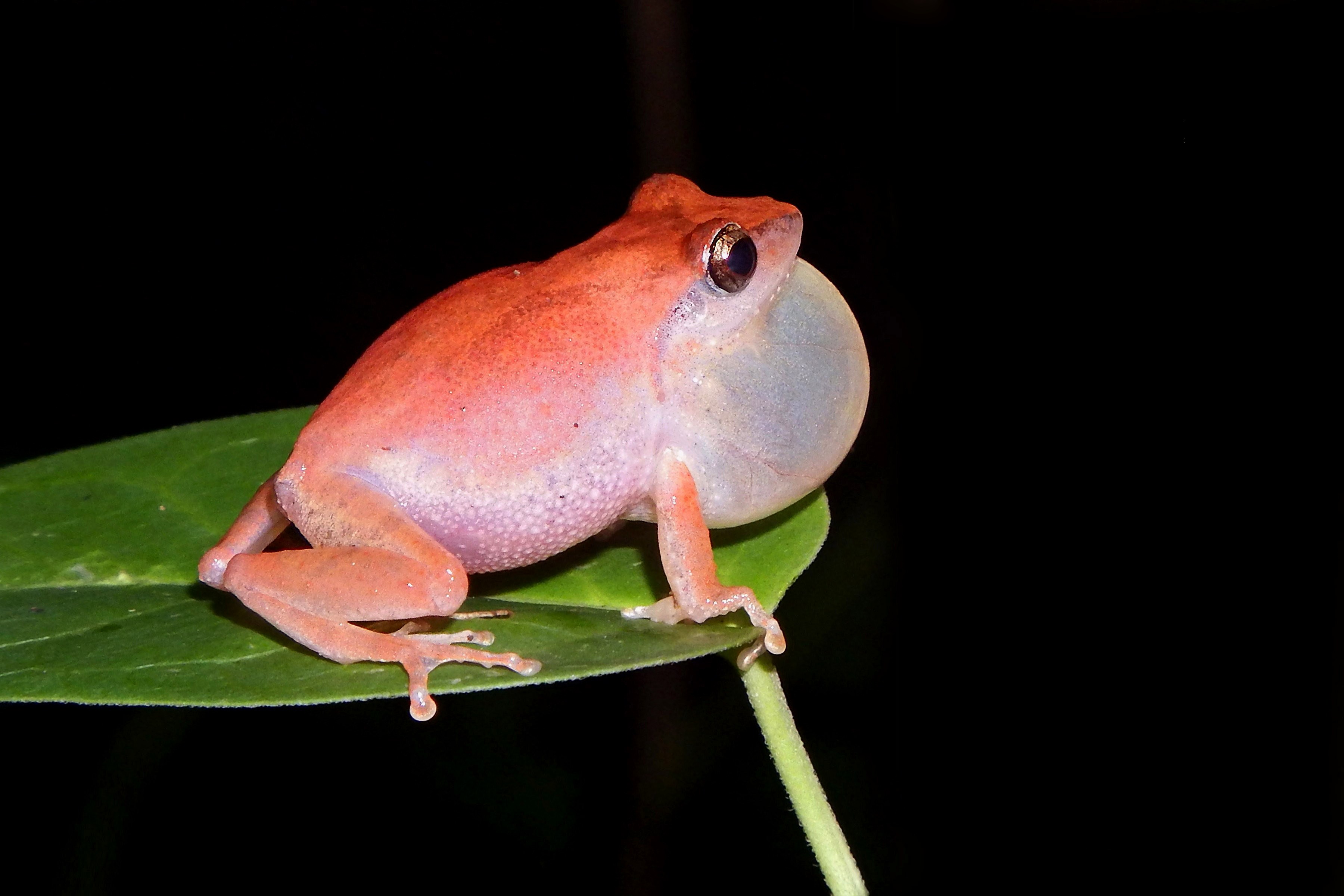 Kani bushfrog.(Pseudophilautus kani )