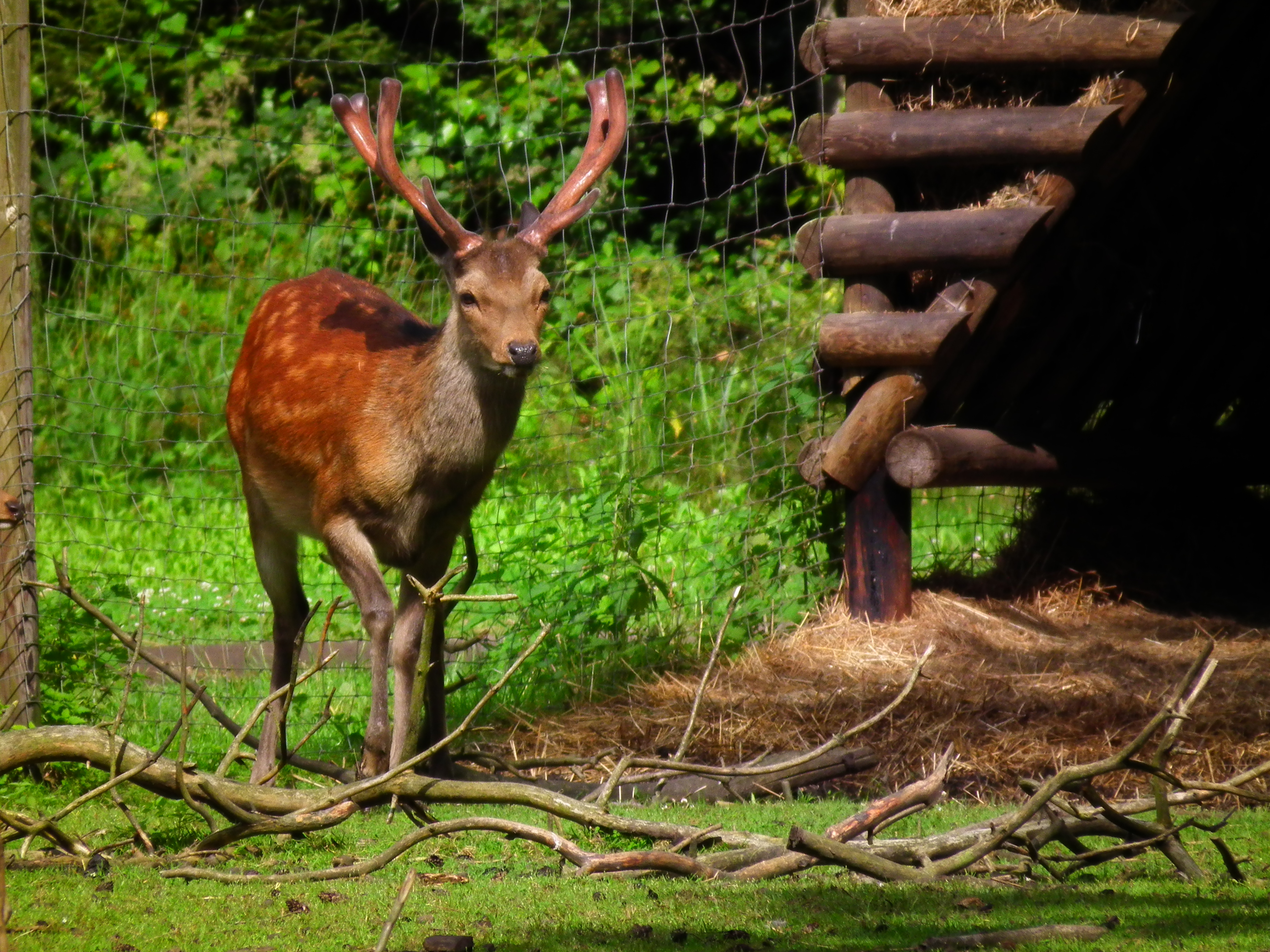 Kapitaler Sikahirsch Wildpark Alte Fasanerie Klein-Auheim Juni 2012